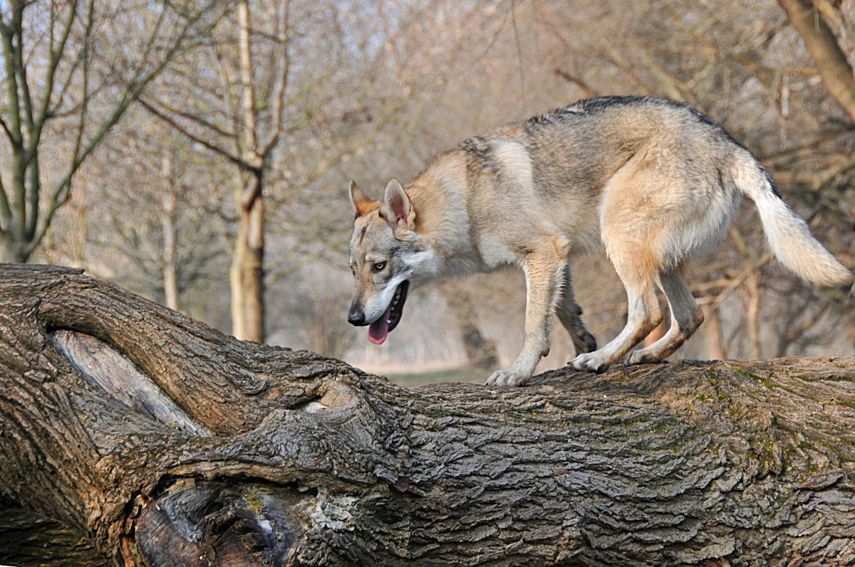 Nikon D300S sample photo. Lupo 1 photography