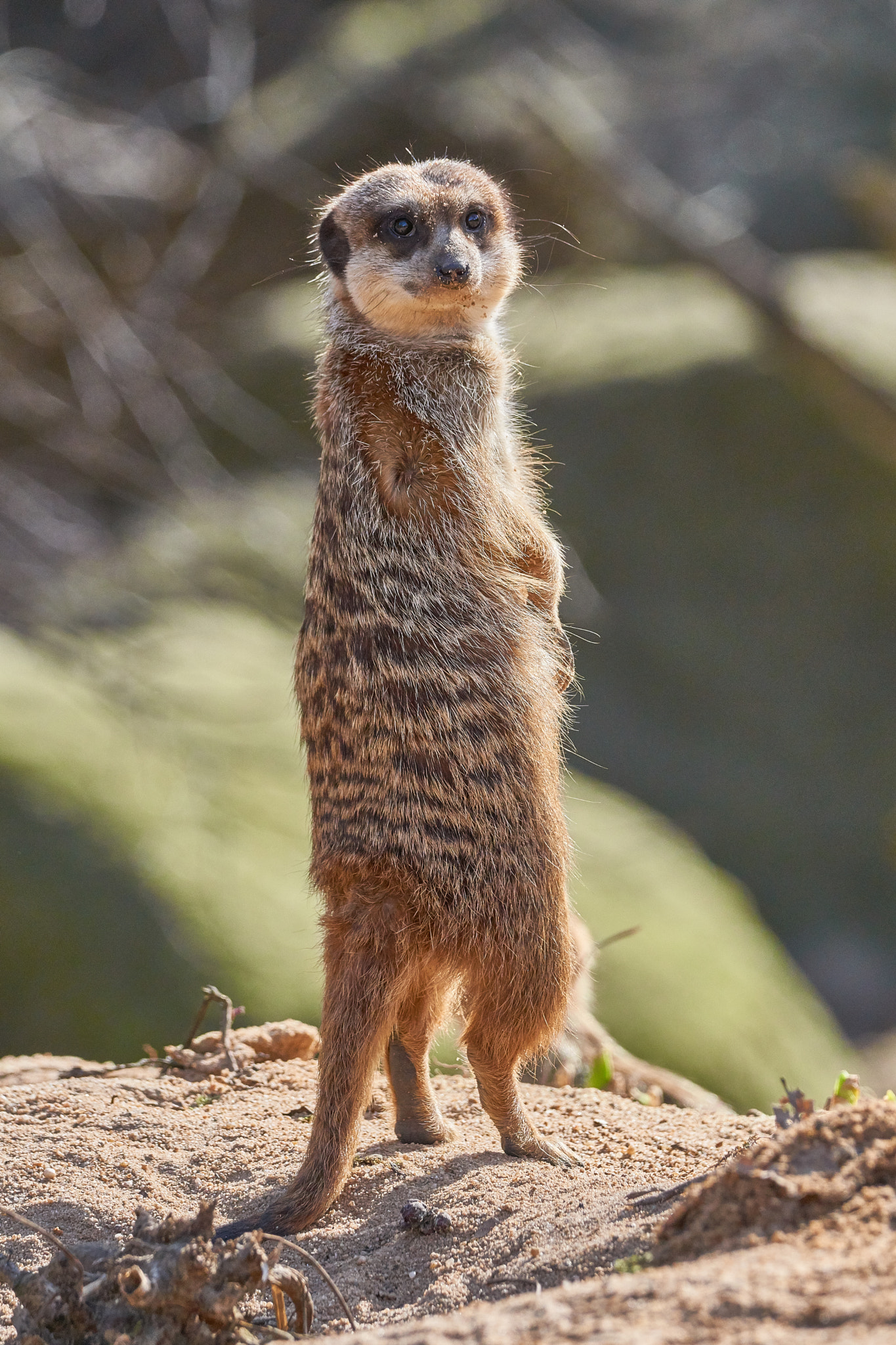 150-600mm F5-6.3 DG OS HSM | Contemporary 015 sample photo. Meerkat photography