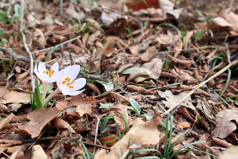 Canon EOS 760D (EOS Rebel T6s / EOS 8000D) sample photo. Flowers photography