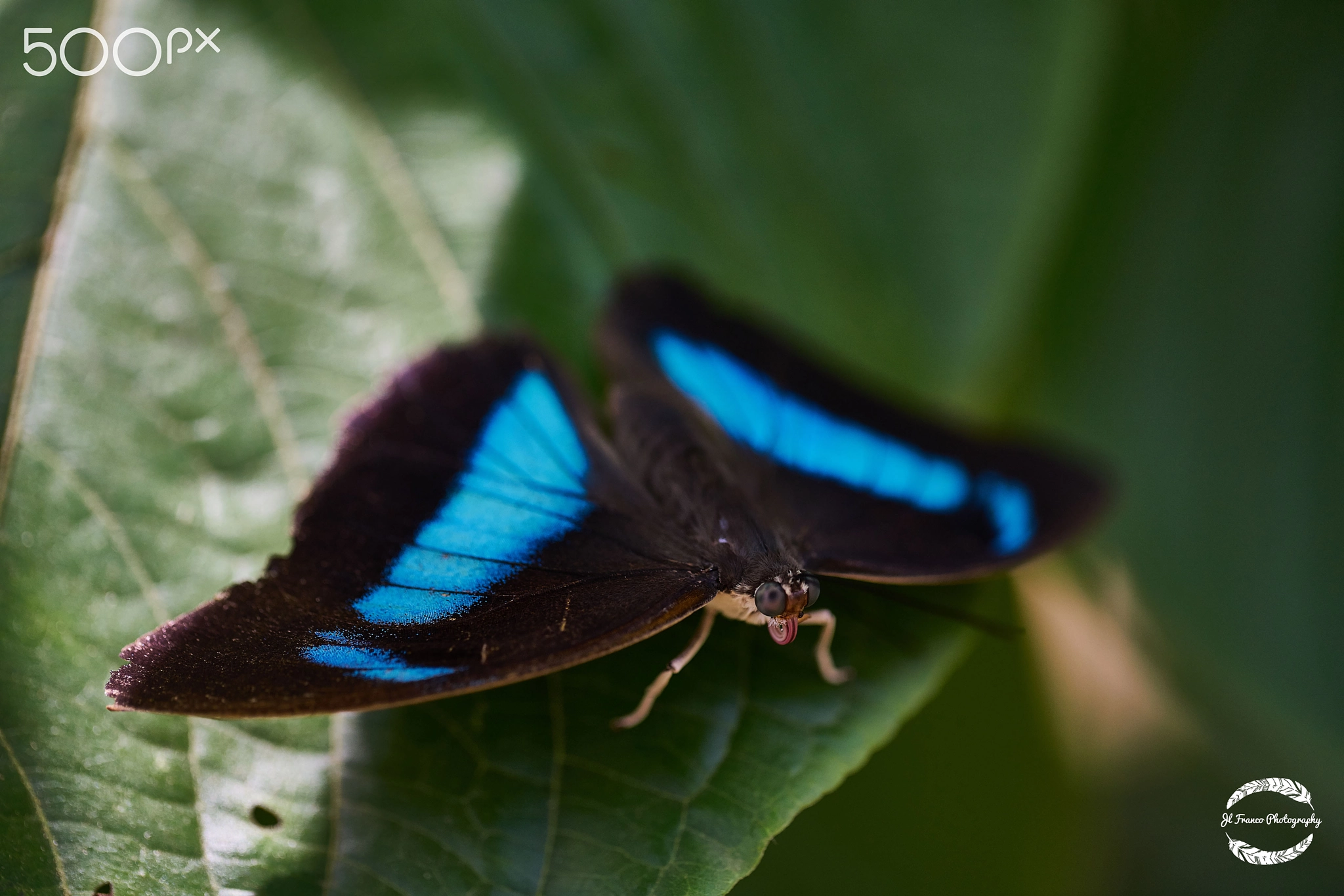 100mm F2.8 G SSM OSS sample photo. Butterflies of amazonia photography