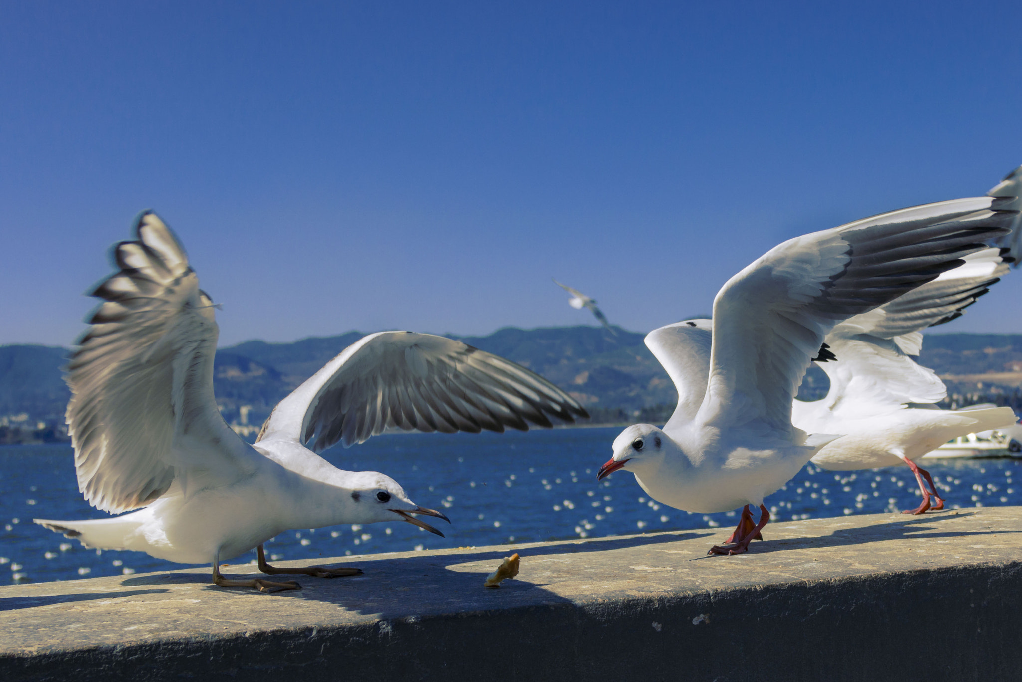 Canon EOS 760D (EOS Rebel T6s / EOS 8000D) + Canon EF-S 18-135mm F3.5-5.6 IS sample photo. Seagulls fighting photography