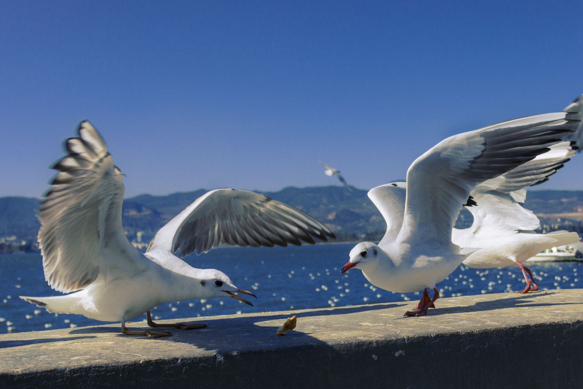 Canon EOS 760D (EOS Rebel T6s / EOS 8000D) sample photo. Seagulls fighting photography