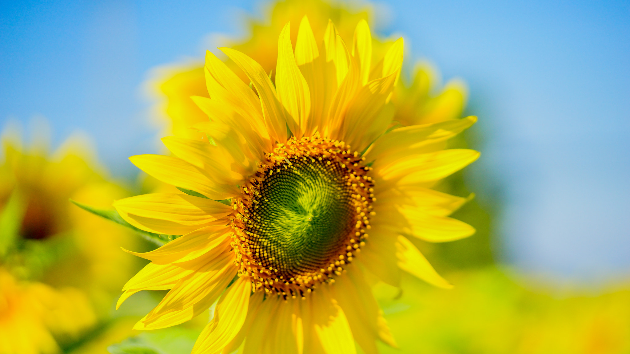Sony a7 + Sony FE 90mm F2.8 Macro G OSS sample photo. Dsc photography