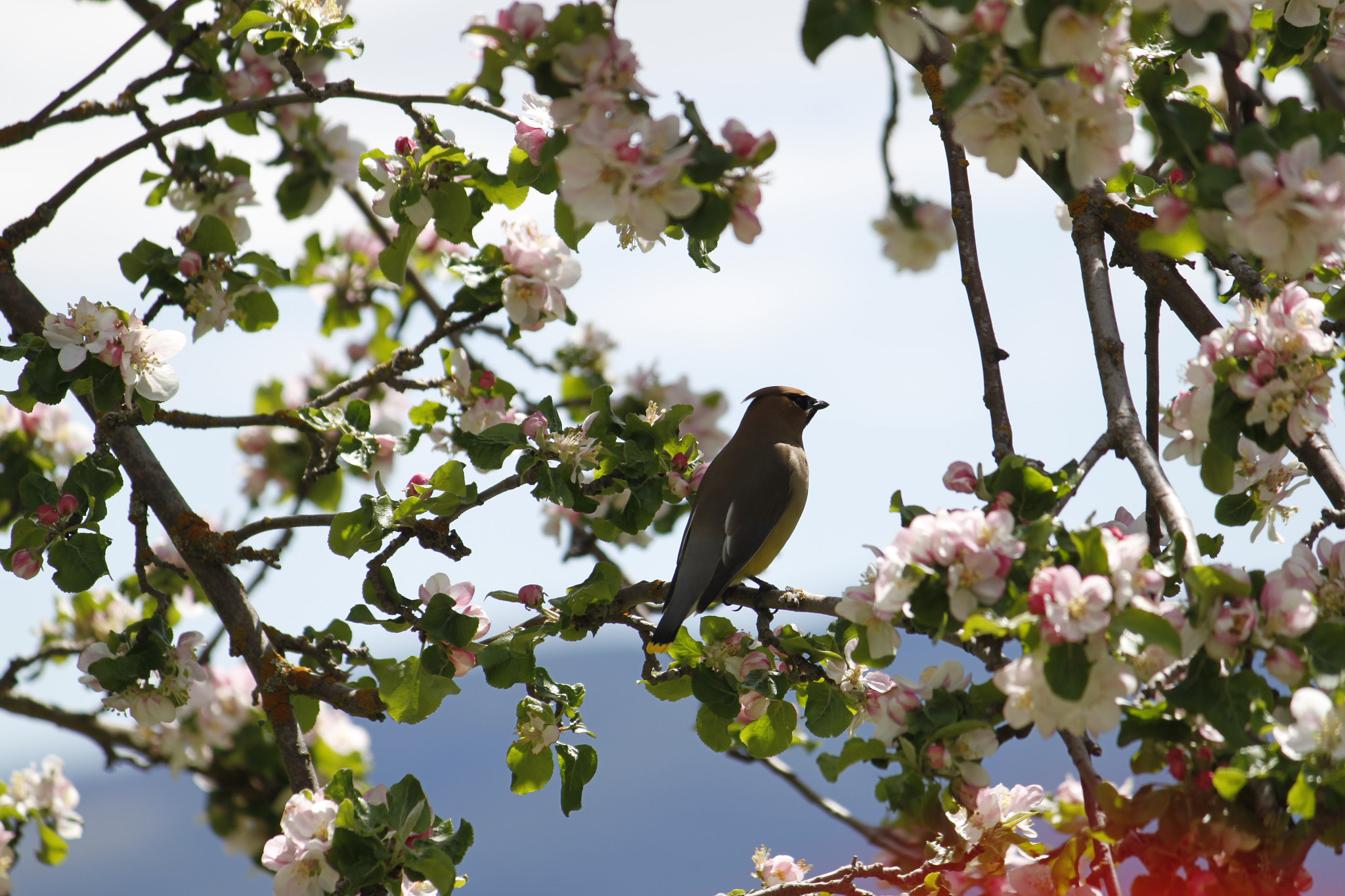 Canon EF-S 55-250mm F4-5.6 IS sample photo. Ranchland_waxwing1 photography