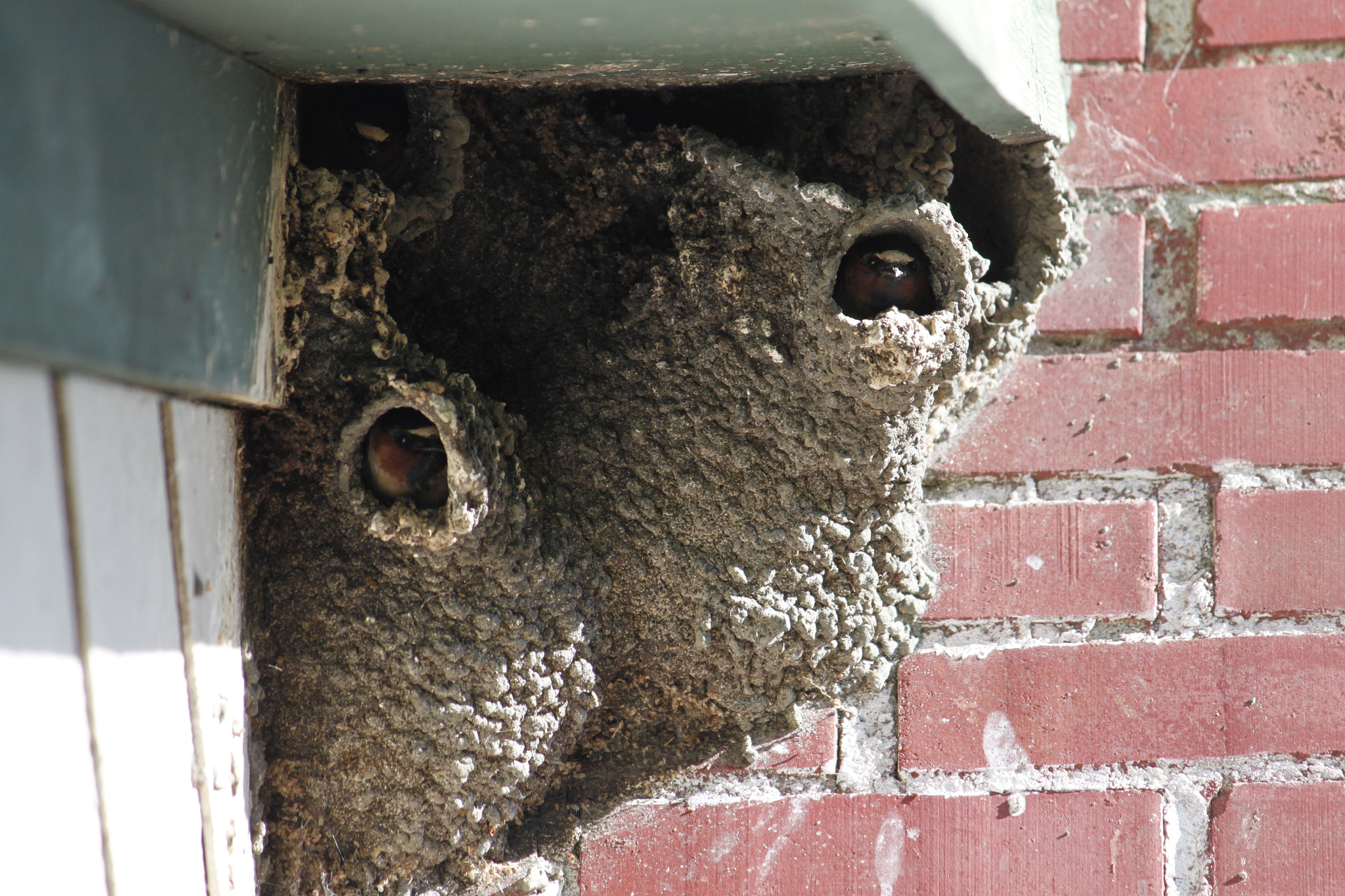 Canon EF-S 55-250mm F4-5.6 IS sample photo. Ranchland_nest photography