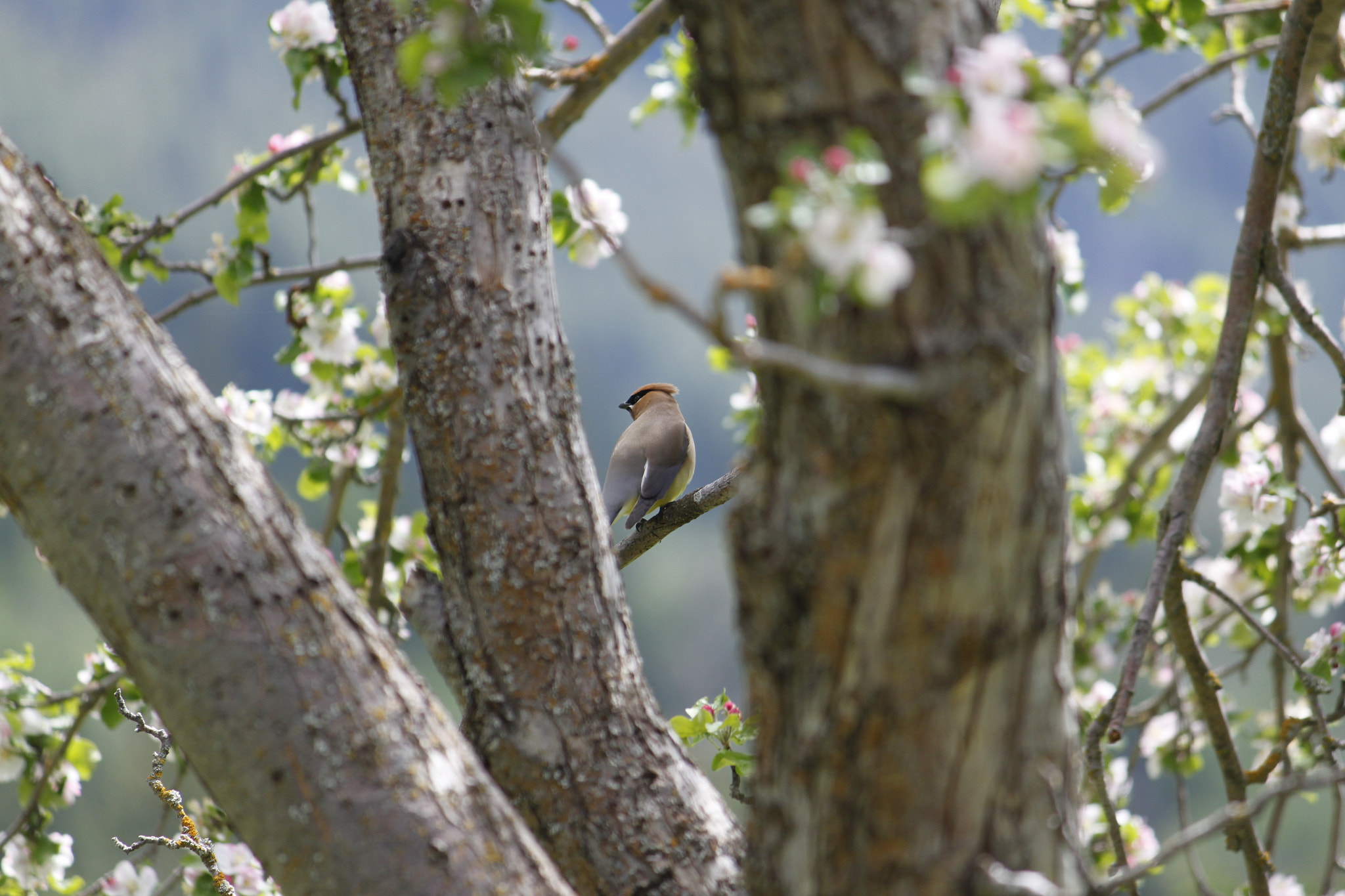 Canon EF-S 55-250mm F4-5.6 IS sample photo. Ranchland_waxwing2 photography