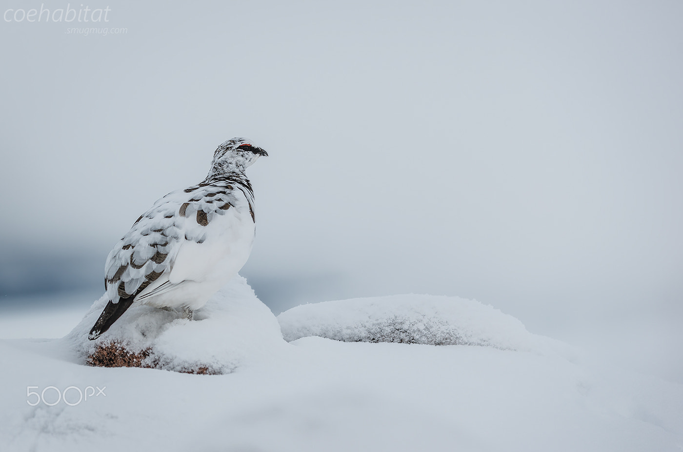 Nikon AF-S Nikkor 200-400mm F4G ED-IF VR sample photo. 'on top of the world' photography