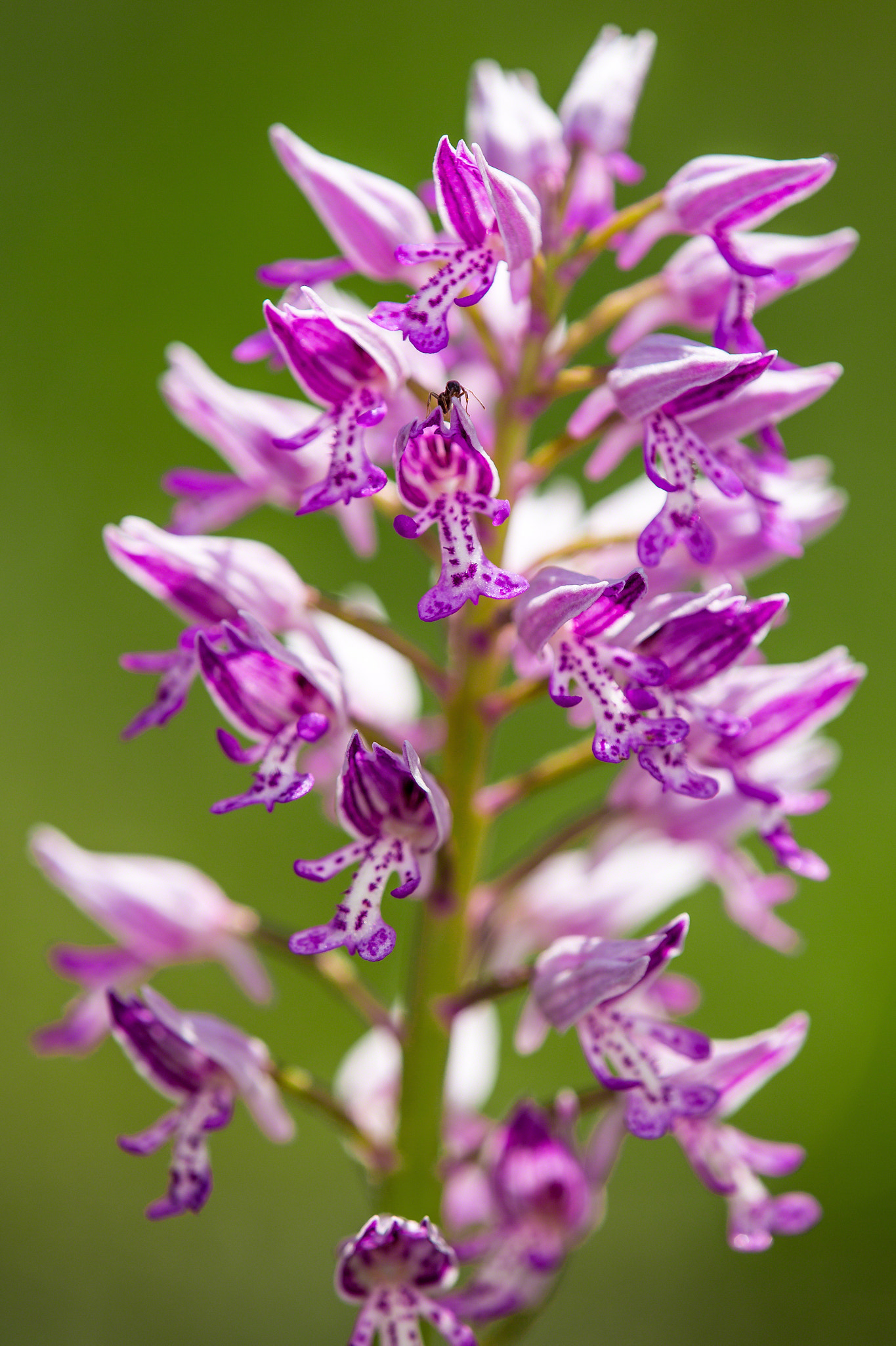 Tamron SP AF 180mm F3.5 Di LD (IF) Macro sample photo. Orchis militaris with ant photography