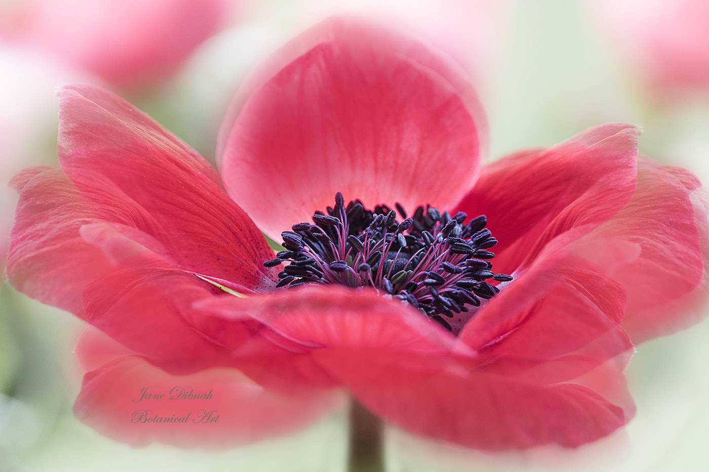 Canon EF 180mm F3.5L Macro USM sample photo. Anemone photography