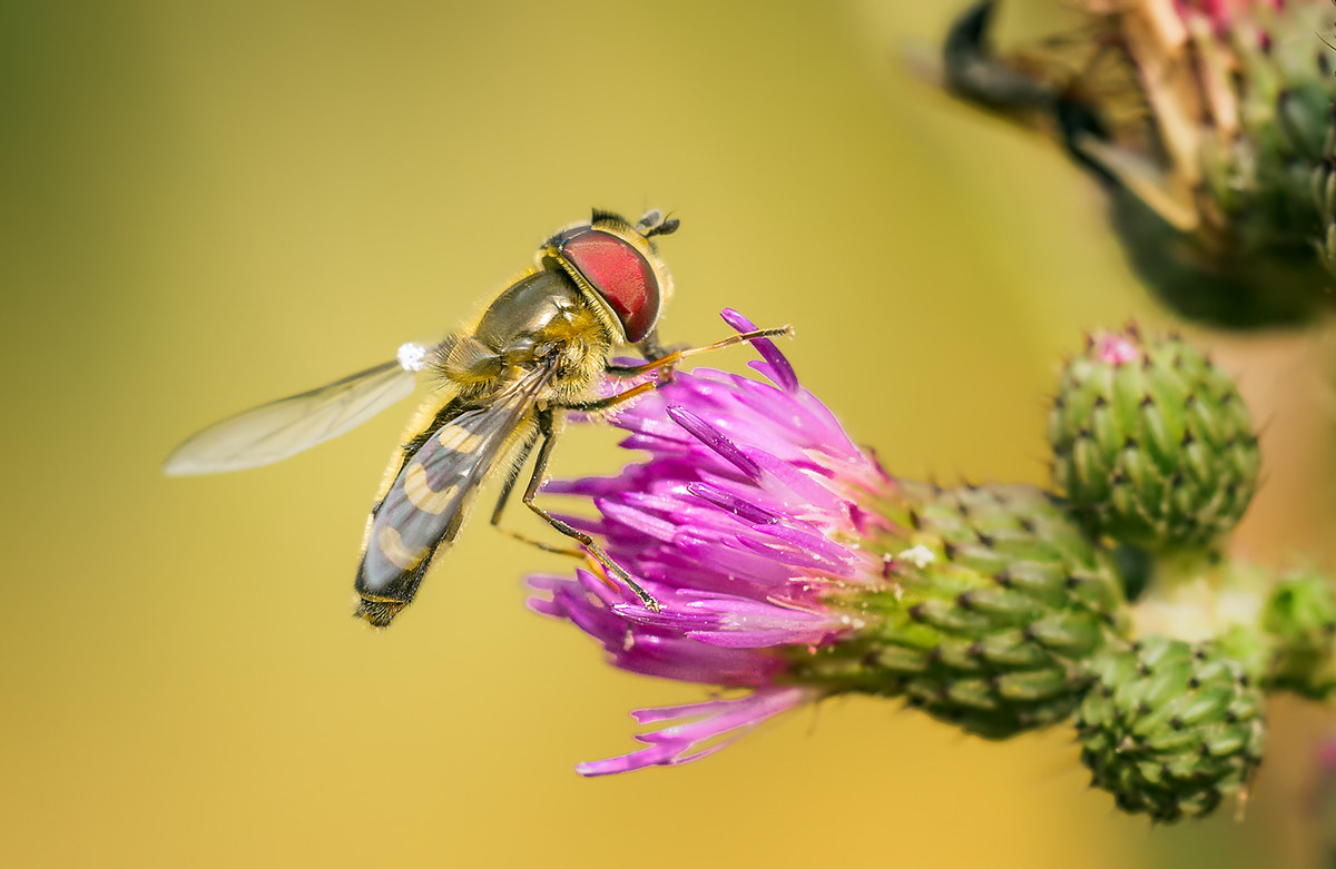 Canon EF 180mm F3.5L Macro USM sample photo. Hoverfly photography