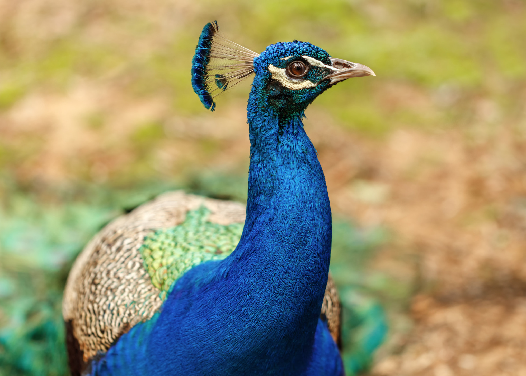 Canon EF 100mm F2.8L Macro IS USM sample photo. Peacock photography