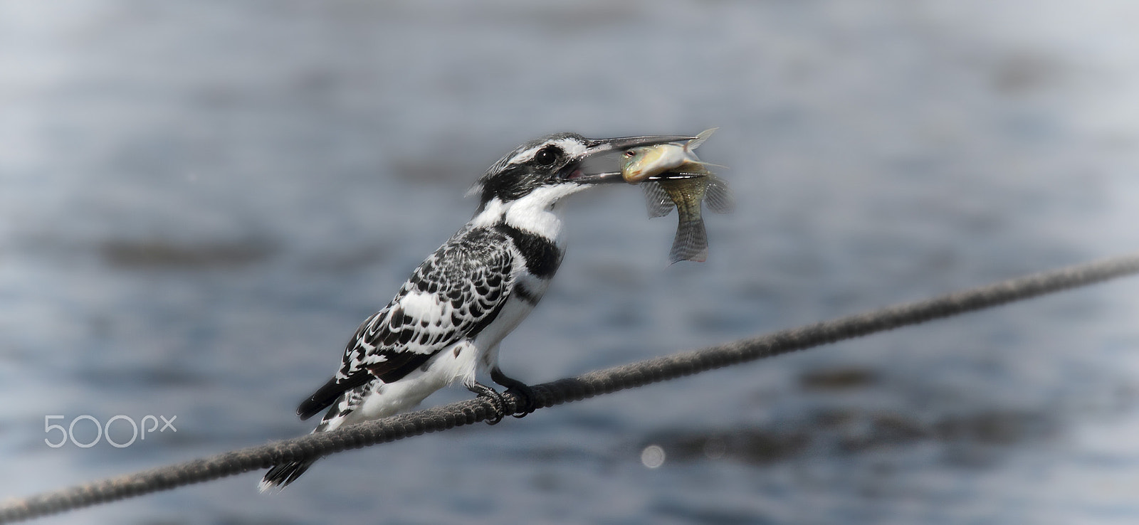 Tamron SP 150-600mm F5-6.3 Di VC USD sample photo. The pied kingfisher... photography
