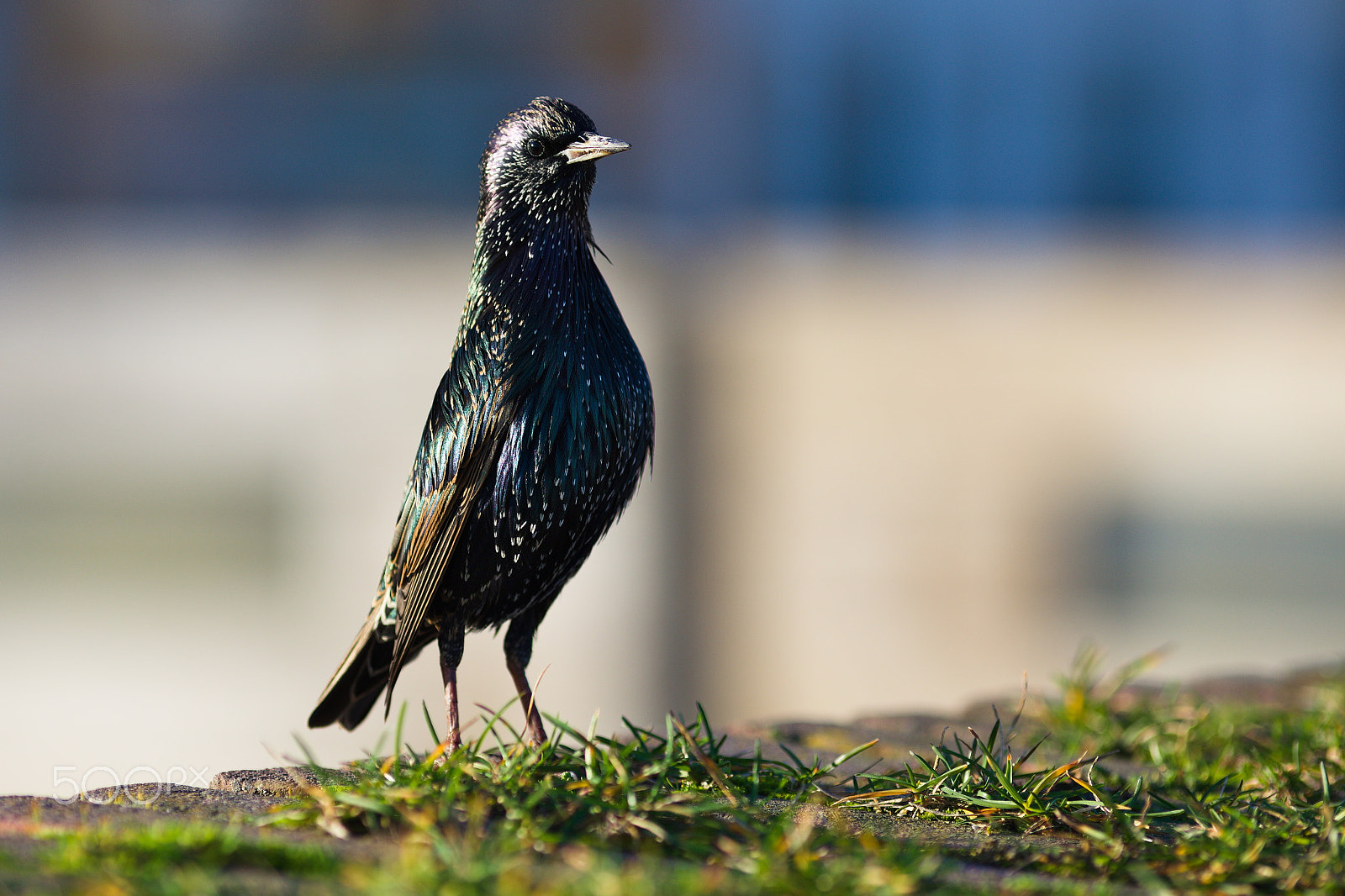 Canon EOS 6D + Canon EF 200mm F2.8L II USM sample photo. Black bird photography