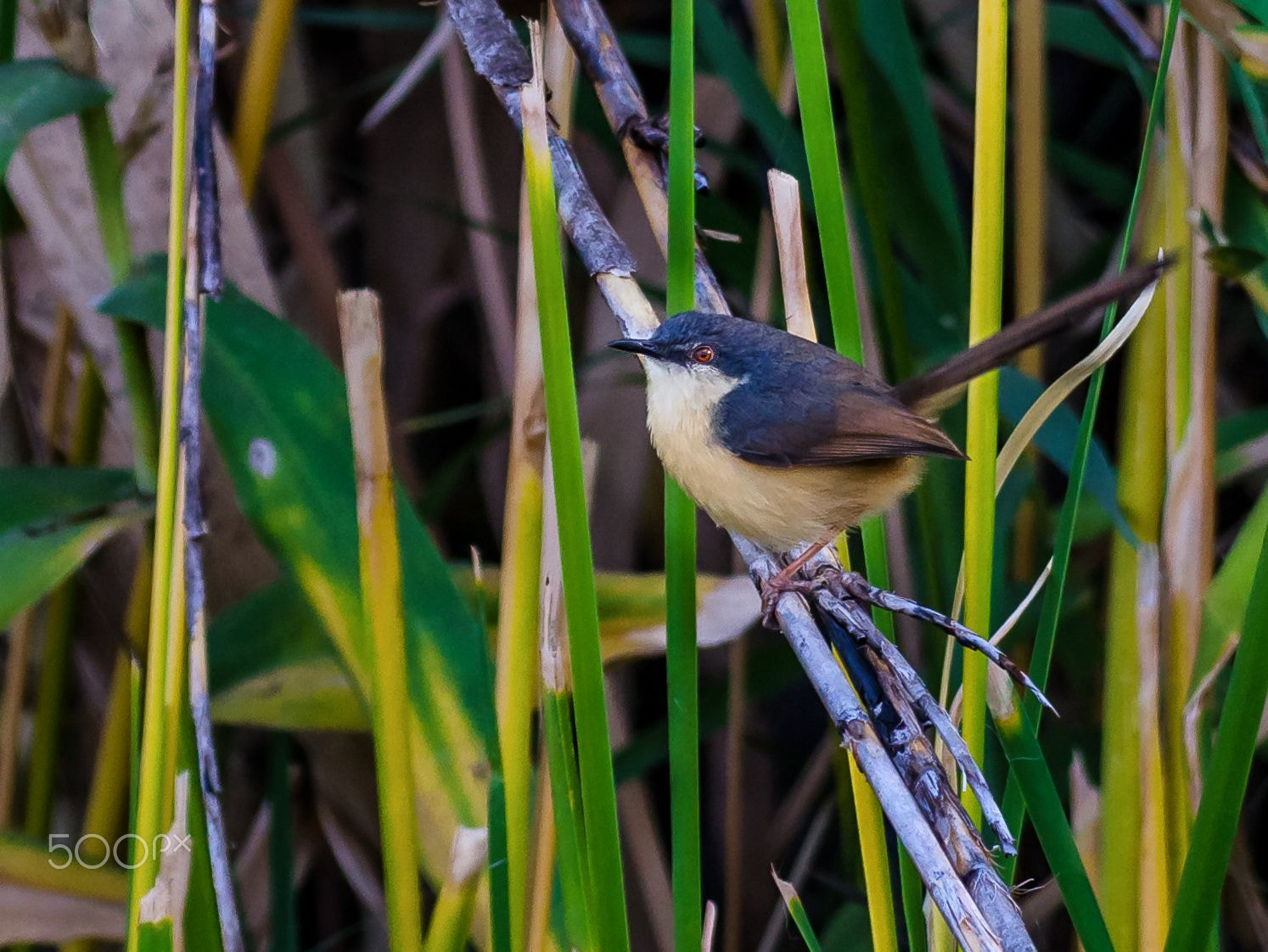 Nikon AF-S Nikkor 200-500mm F5.6E ED VR sample photo. Prinia photography