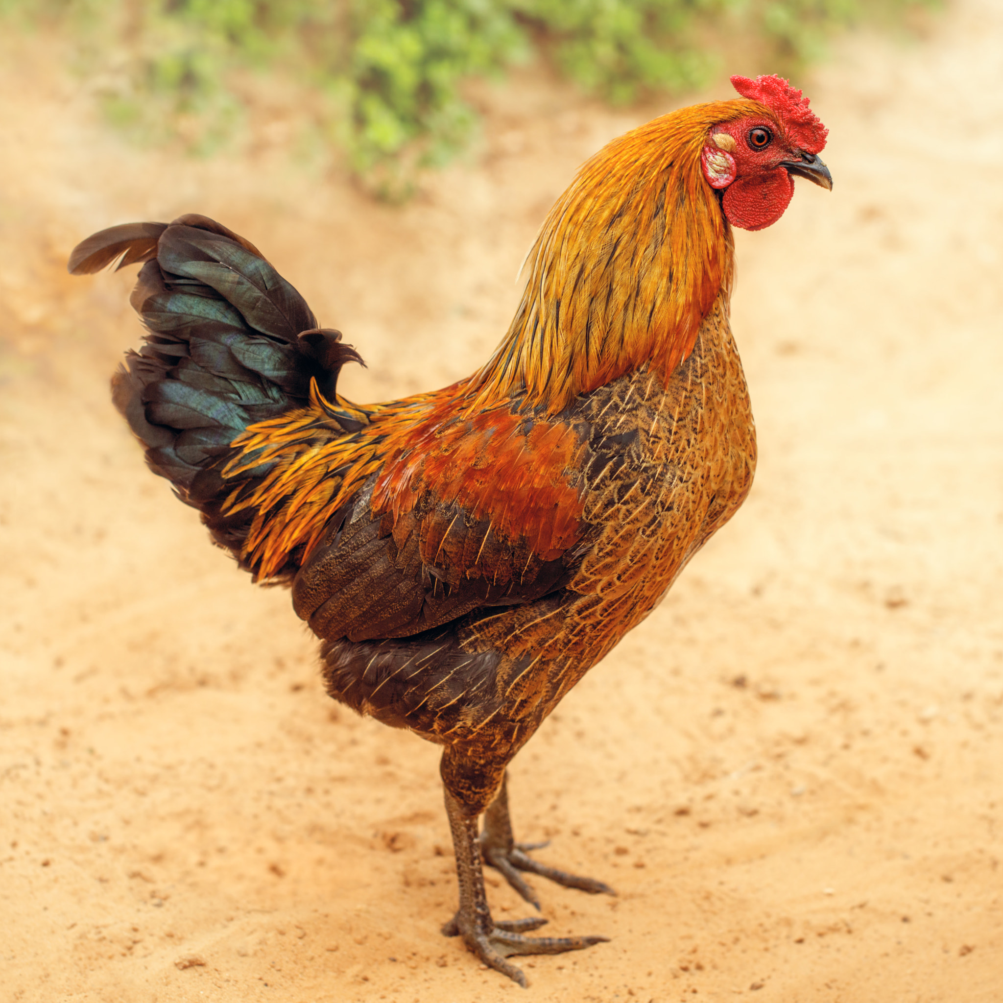 Canon EF 100mm F2.8L Macro IS USM sample photo. Rooster color photography