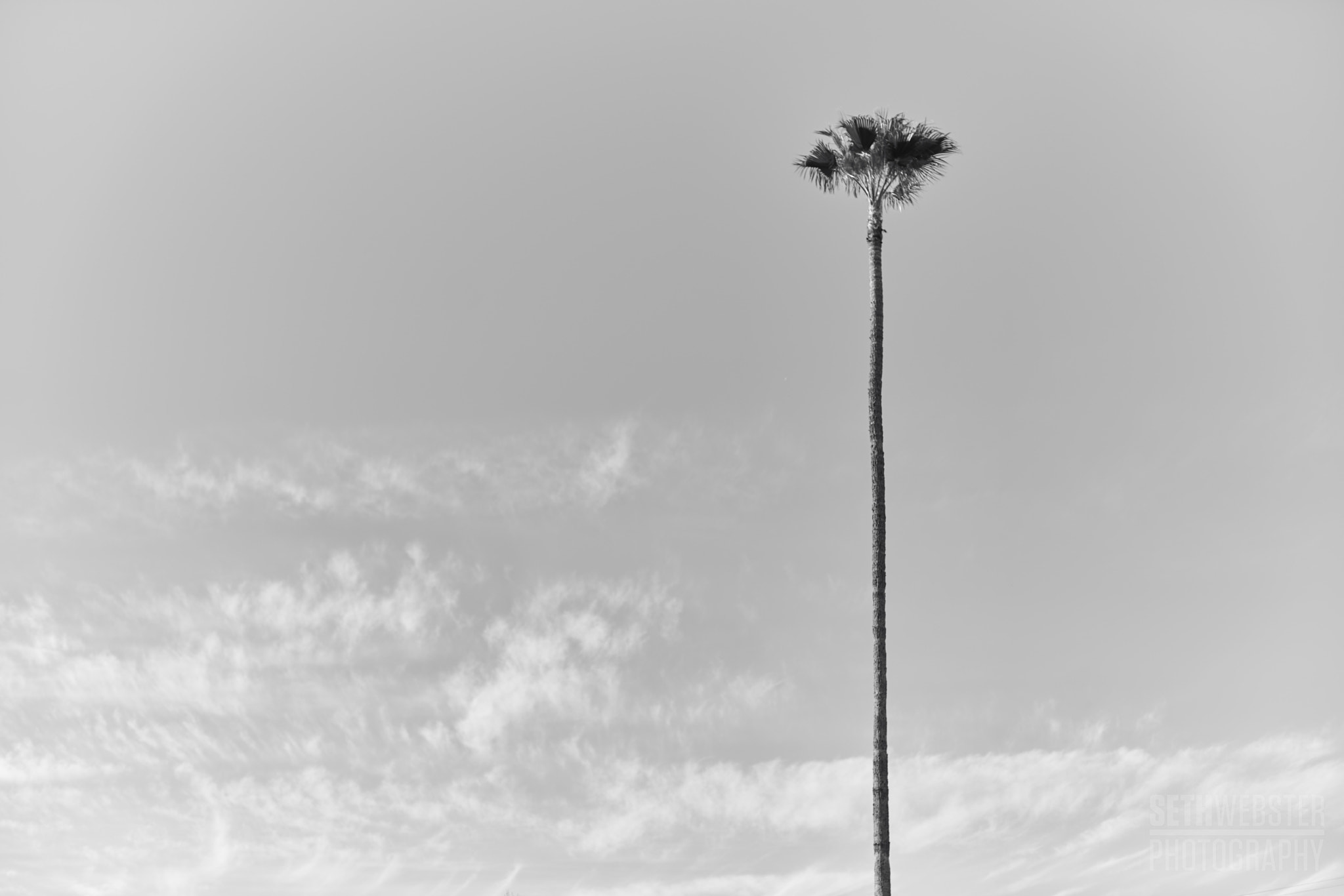 Sony a7R II + Canon EF 50mm F1.4 USM sample photo. A tree photography