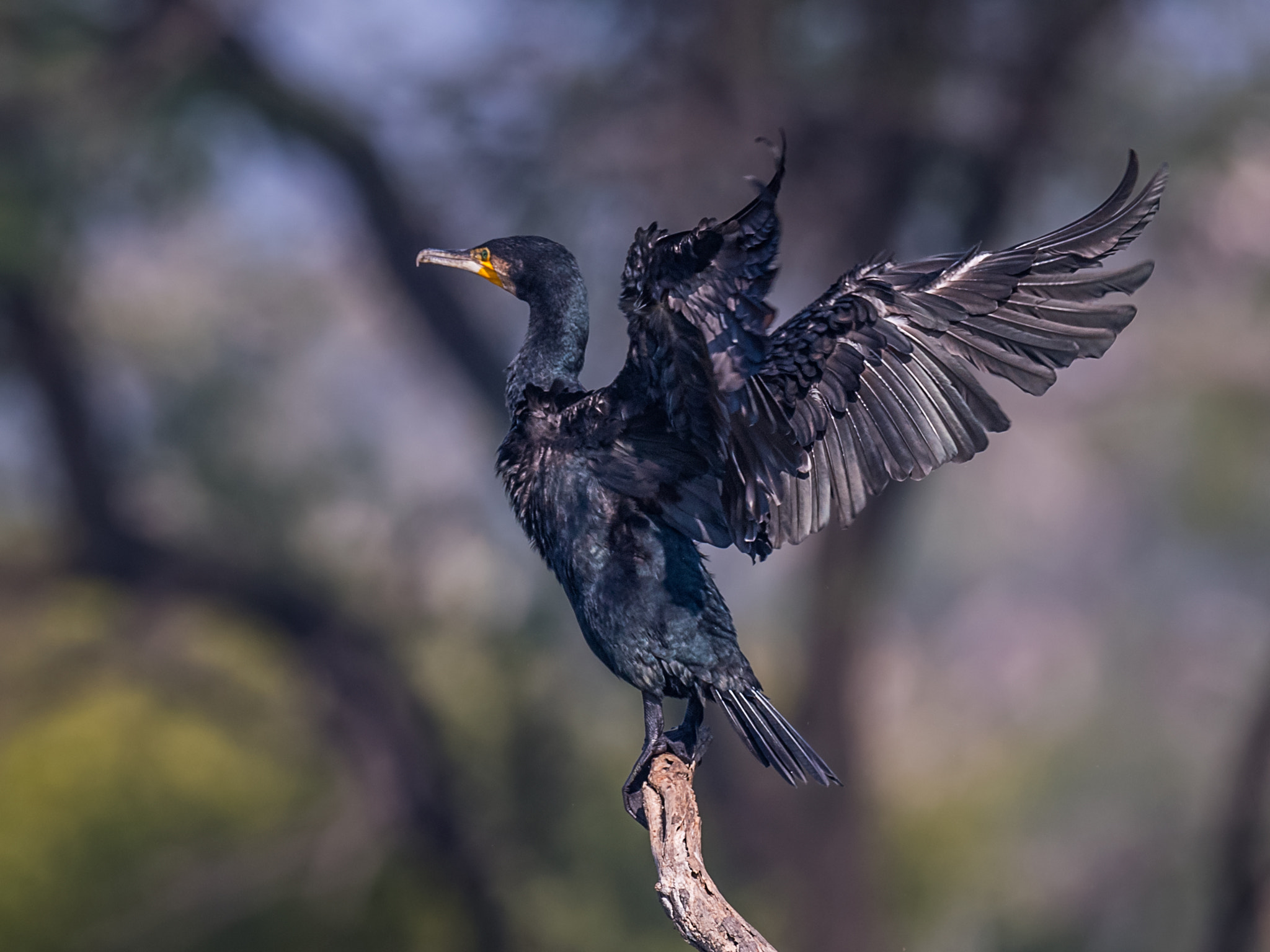 Nikon D5 + Nikon AF-S Nikkor 800mm F5.6E FL ED VR sample photo. Great cormorant photography