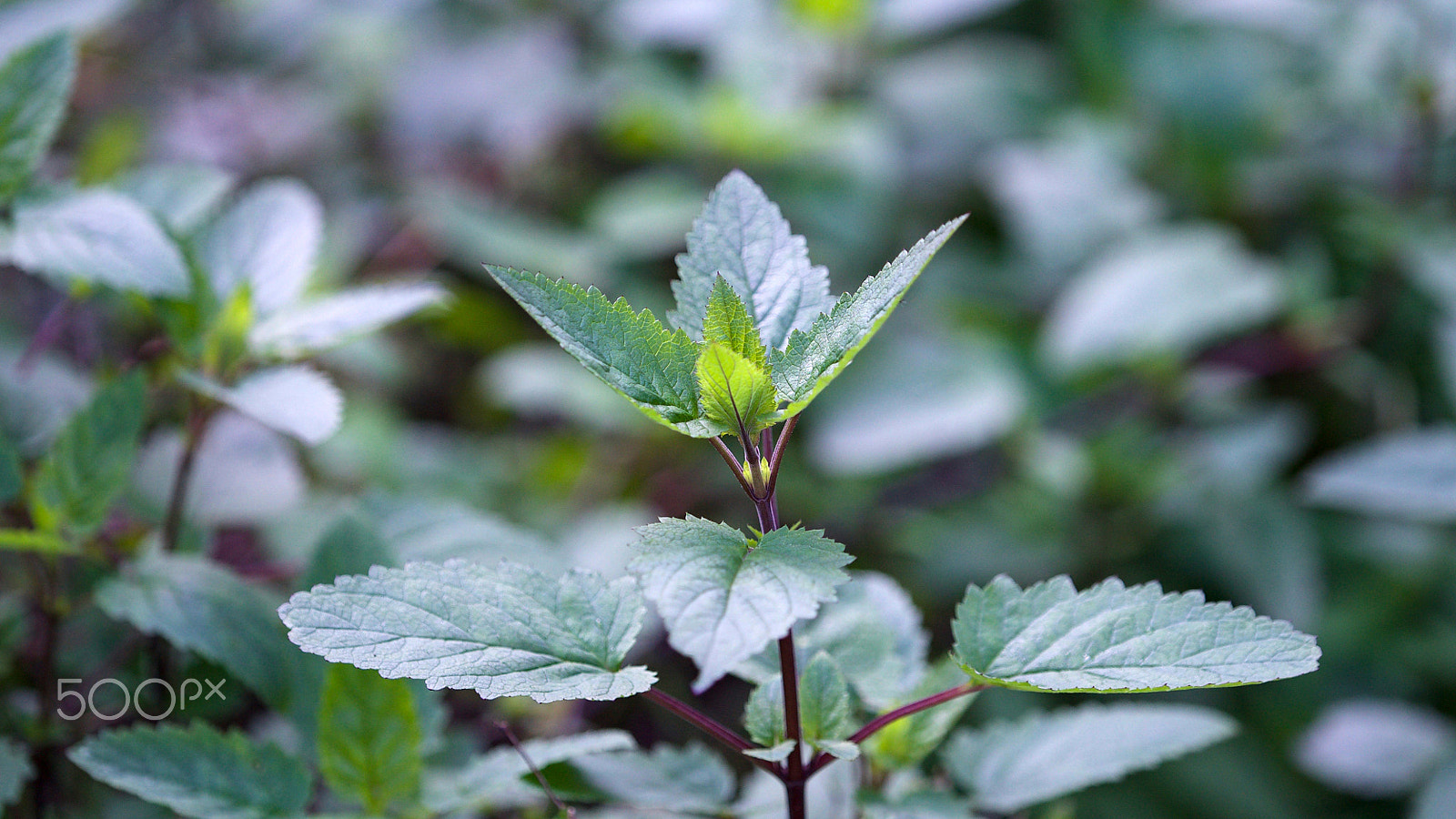 Sony FE 70-200mm F4 G OSS sample photo. You know you ought to slow down photography