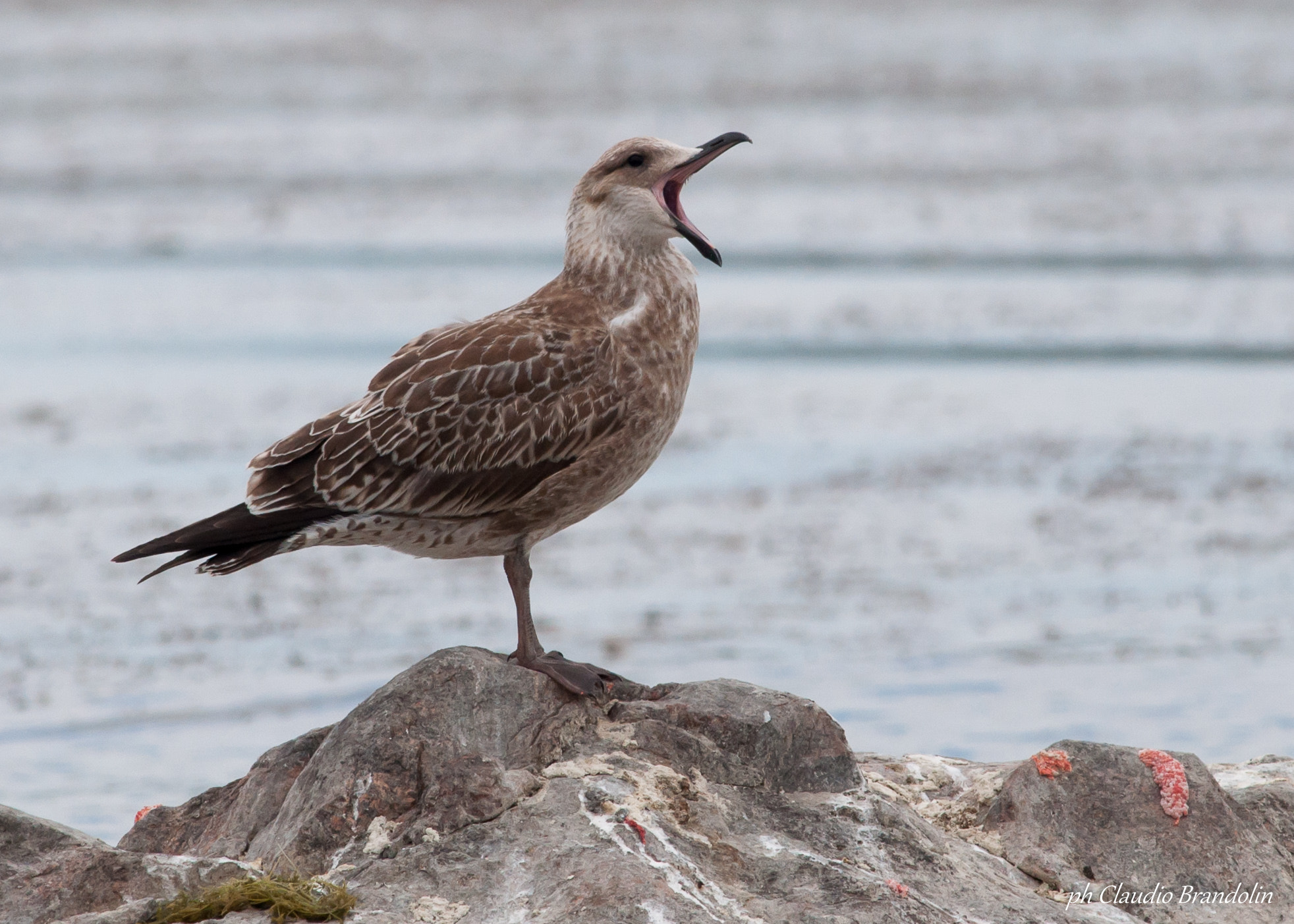 Nikon D90 + Nikon AF-S Nikkor 300mm F4D ED-IF sample photo. Gaviota joven photography