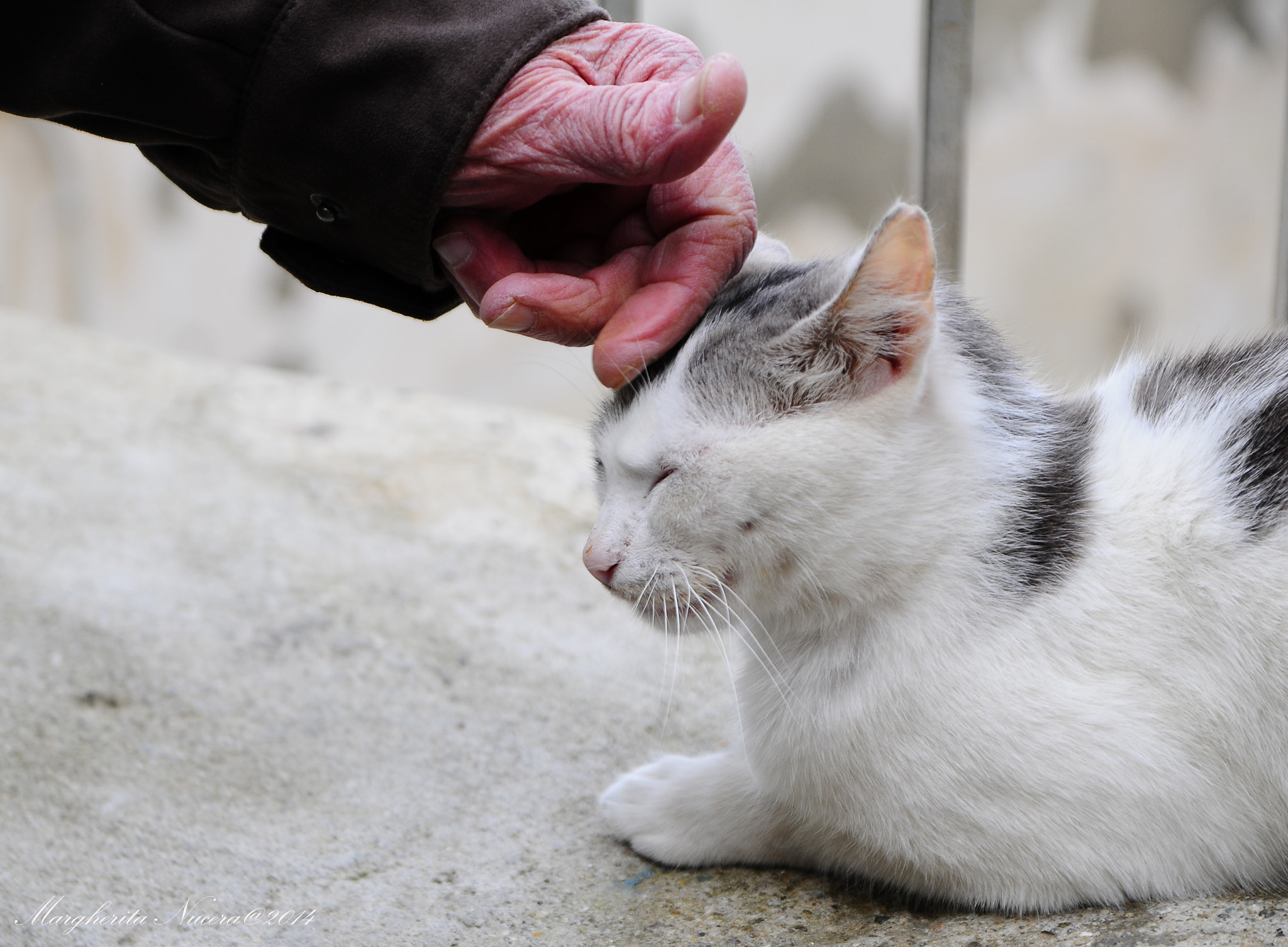 Sigma 17-70mm F2.8-4 DC Macro OS HSM sample photo. Cuddles photography