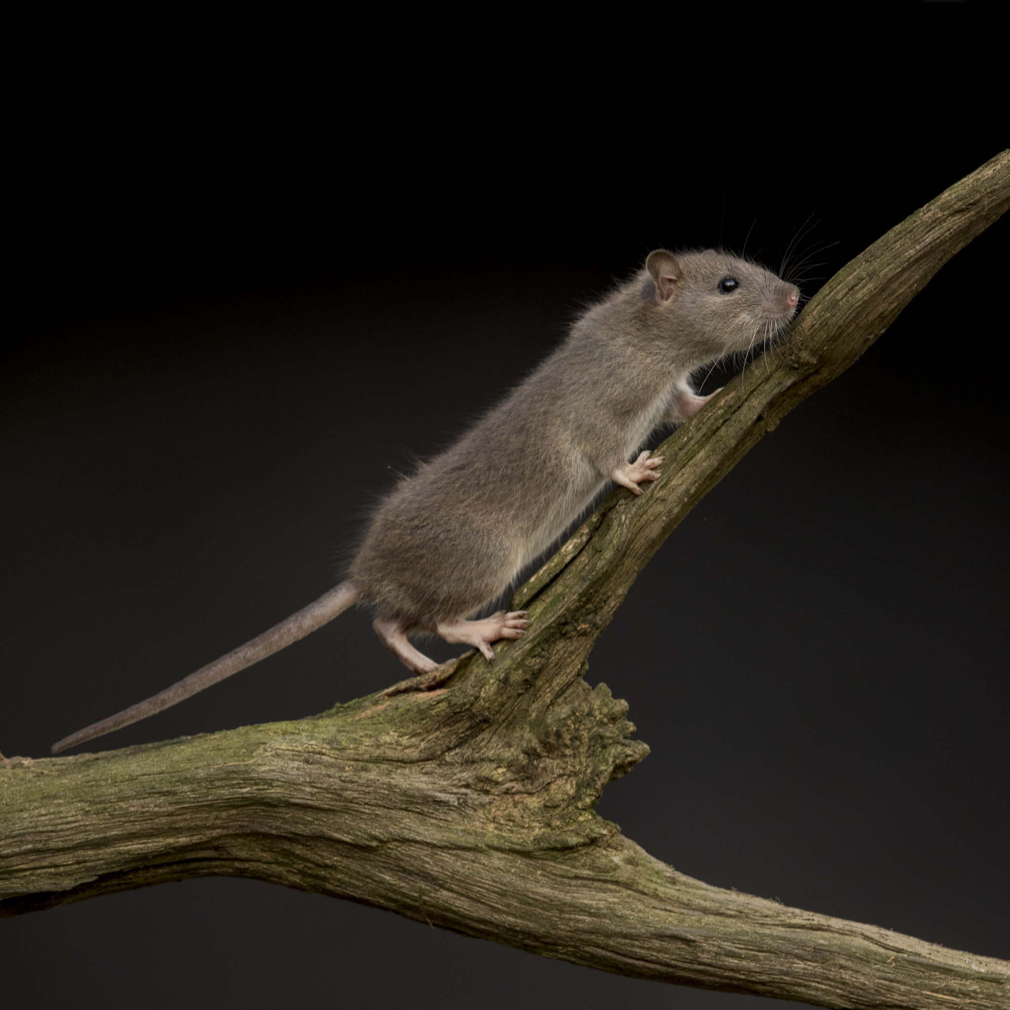 Canon EF 300mm F2.8L IS USM sample photo. Wild brown rat climbing photography