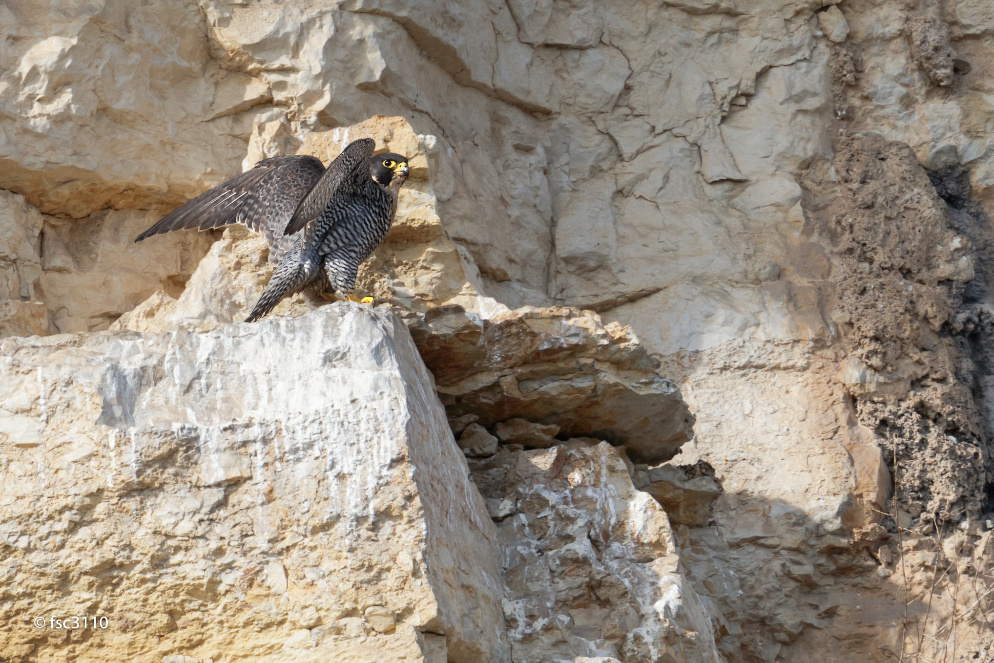 Canon EOS-1D X Mark II + Canon EF 500mm F4L IS II USM sample photo. Peregrine falcon ready to take off photography