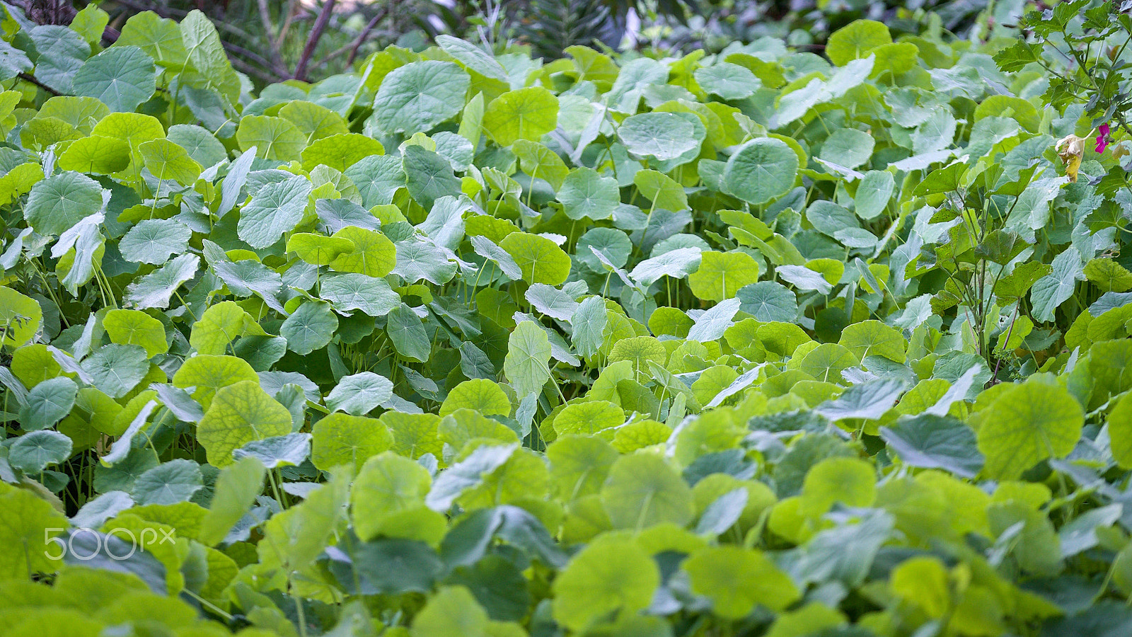 Sony FE 70-200mm F4 G OSS sample photo. Deluge photography