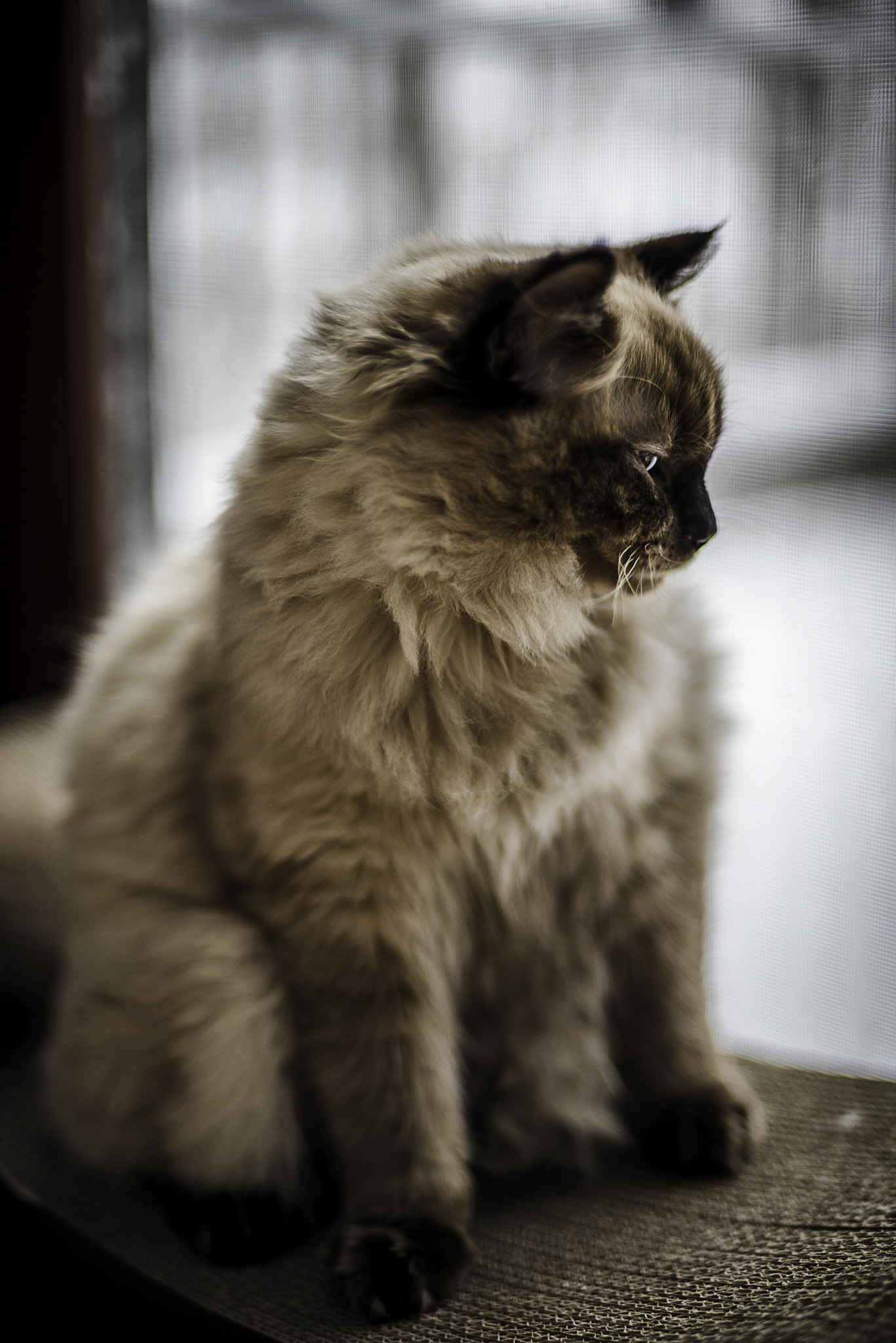 Nikon D750 + Nikon AF Nikkor 50mm F1.4D sample photo. Aemon posing photography