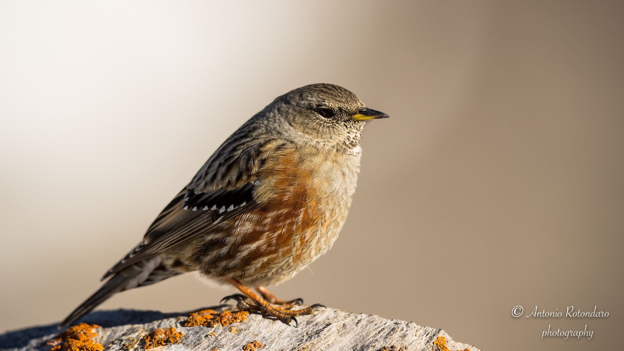 Canon EF 400mm F2.8L IS II USM sample photo. Alpen brunelle  photography