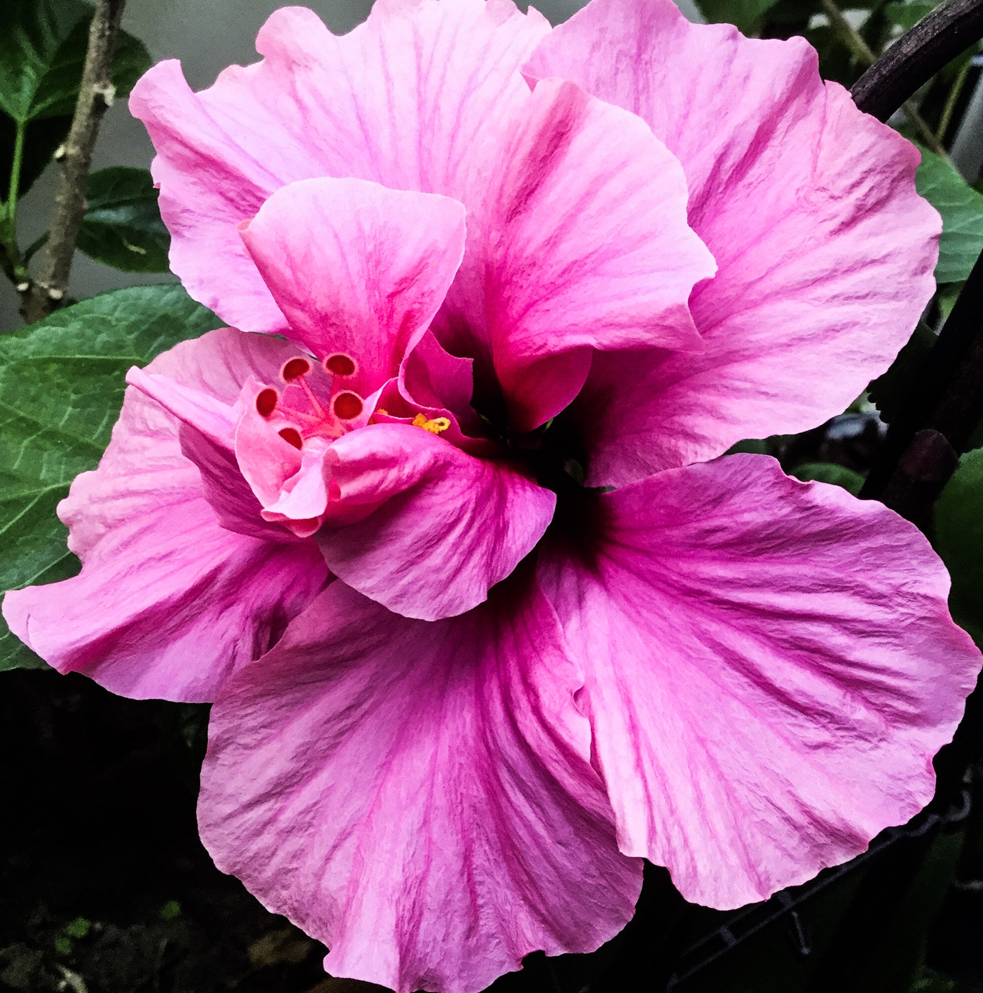 Apple iPad mini 4 sample photo. Hibiscus photography