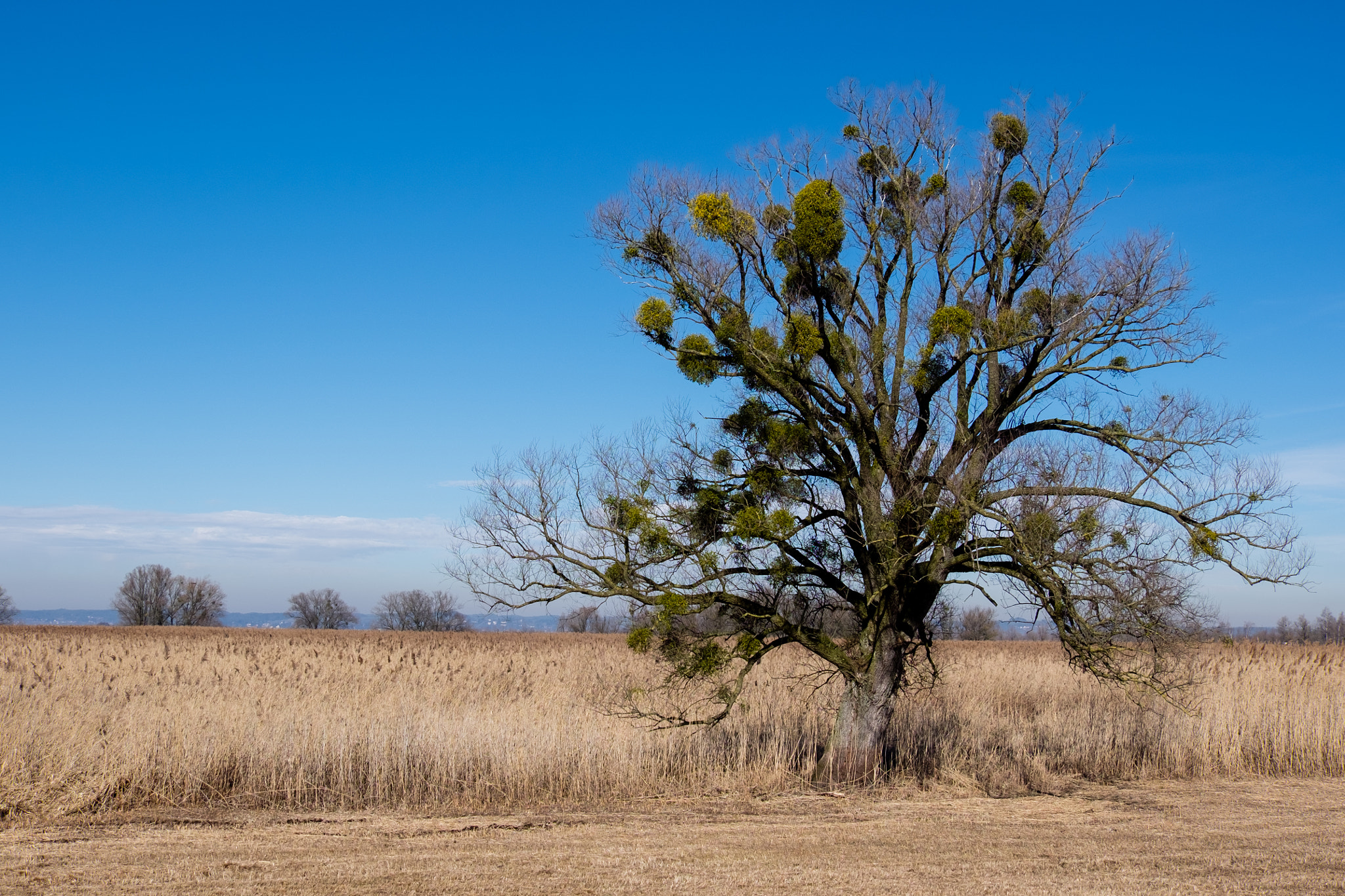 Fujifilm X-T10 + Fujifilm XF 18-135mm F3.5-5.6 R LM OIS WR sample photo. Bodensee photography