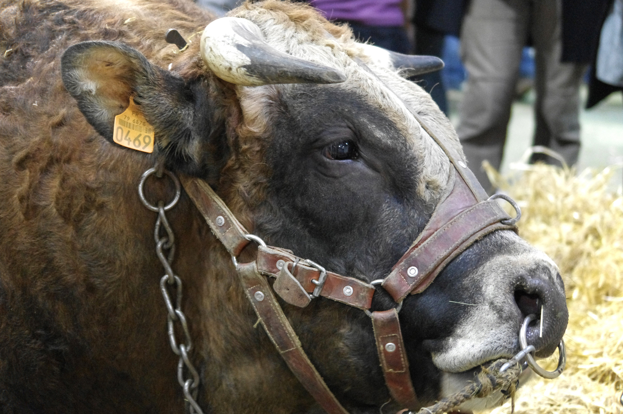 smc PENTAX-DA L 50-200mm F4-5.6 ED sample photo. Racing bull... photography