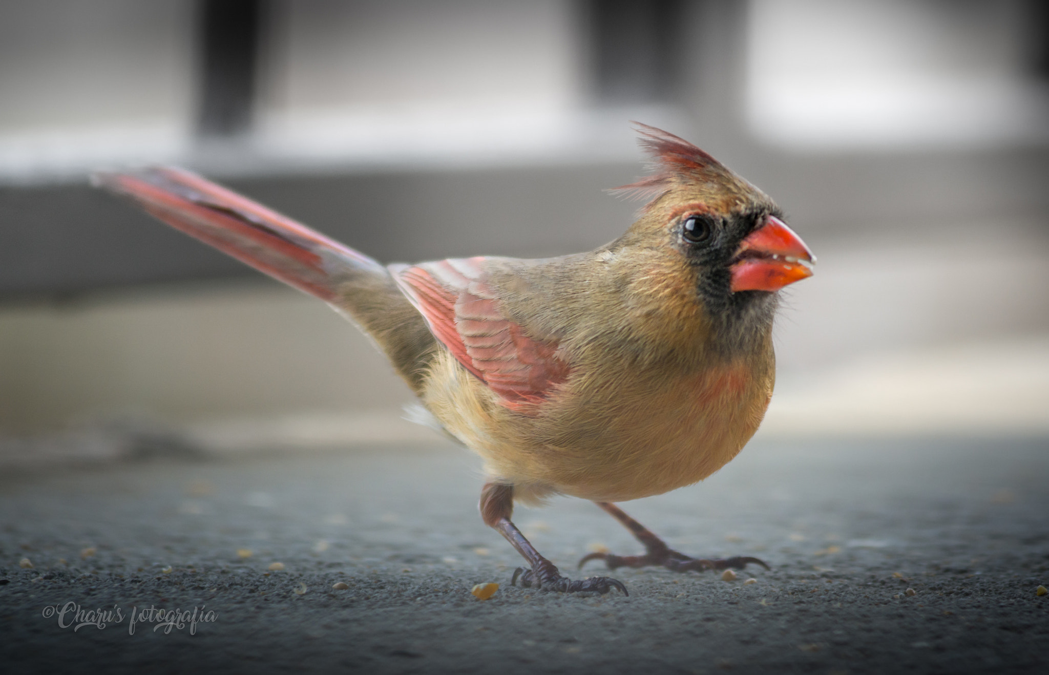 Nikon AF-Nikkor 80-200mm F2.8D ED sample photo. Miss cardinal looking photography