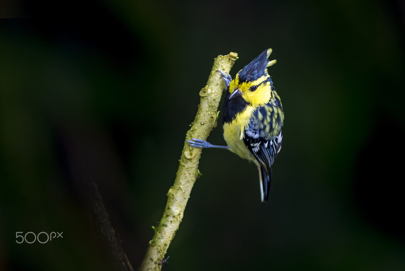 Nikon AF-S Nikkor 300mm F2.8G ED-IF VR sample photo. Yellow cheeked tit : bird in thailand photography