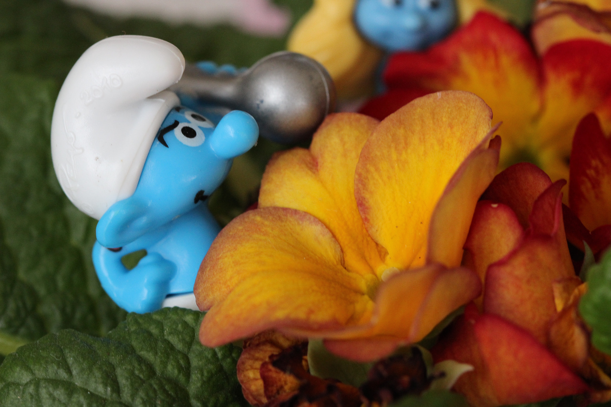 Canon EOS 600D (Rebel EOS T3i / EOS Kiss X5) + Canon EF 100mm F2.8 Macro USM sample photo. Strong smurf with primrose photography