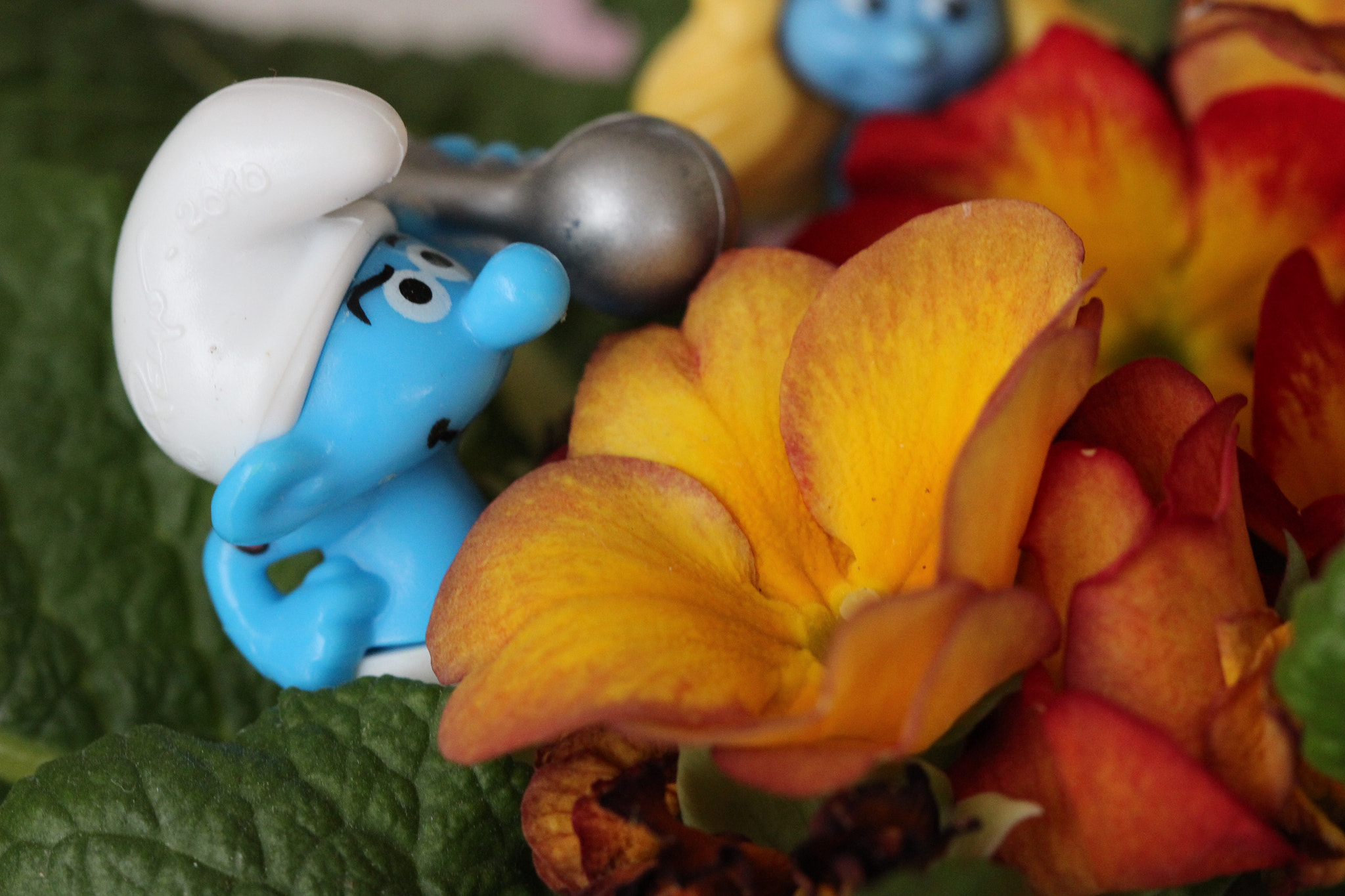 Canon EF 100mm F2.8 Macro USM sample photo. Strong smurf with primrose photography