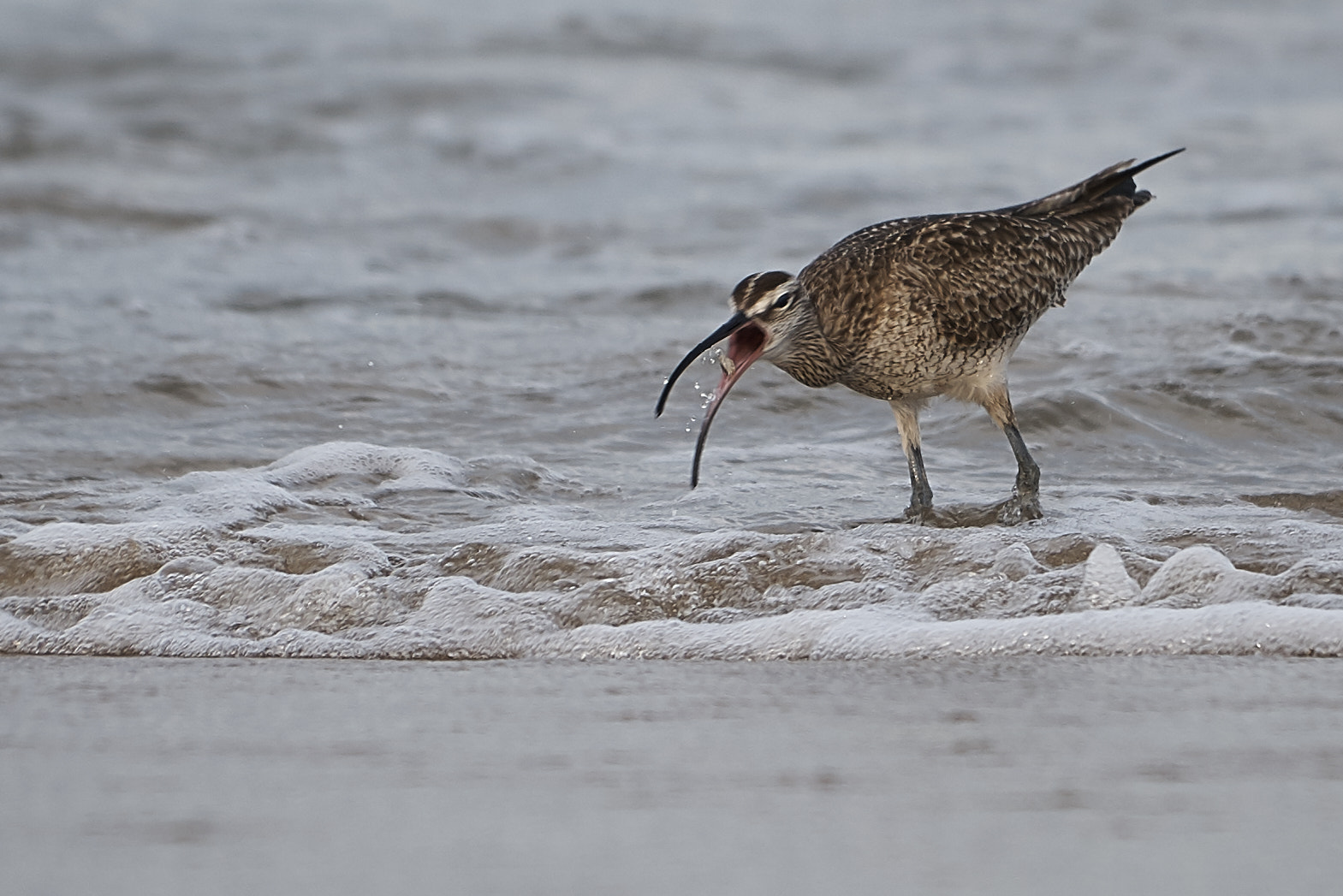 Sony FE 70-200mm F4 G OSS sample photo. Sandpiper photography