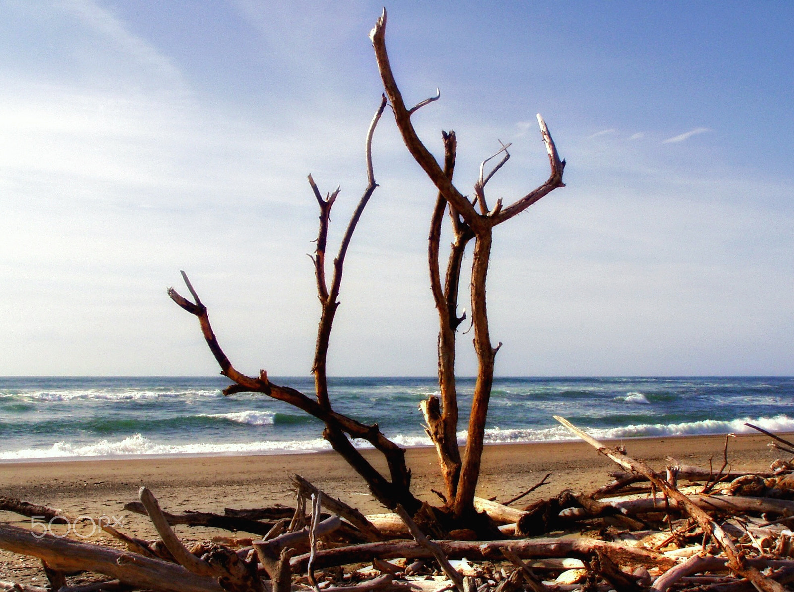 Olympus C720UZ sample photo. Driftwood on the beach after the storm. photography