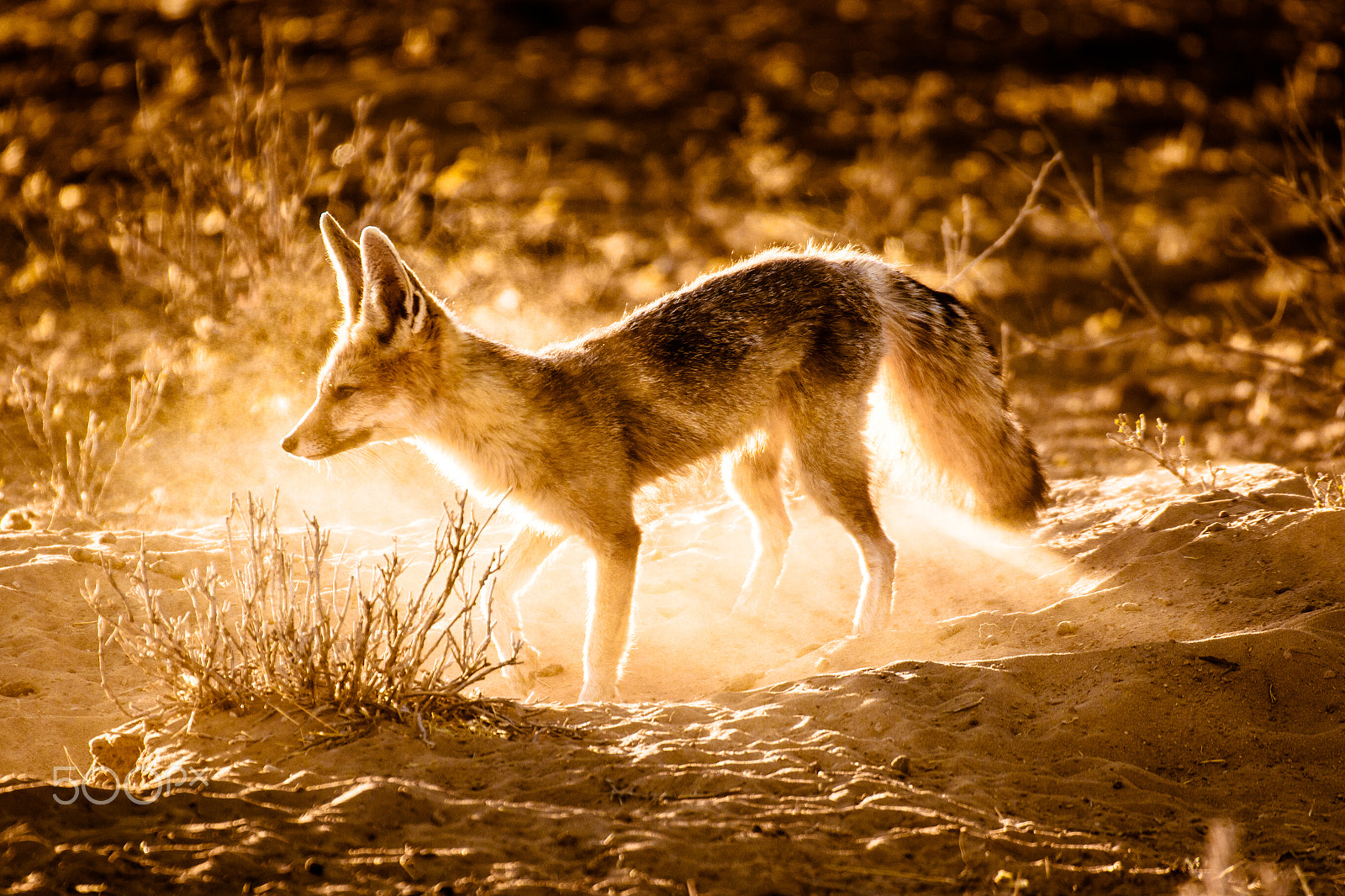 Sigma 150-600mm F5-6.3 DG OS HSM | C sample photo. Capefox(von ) photography
