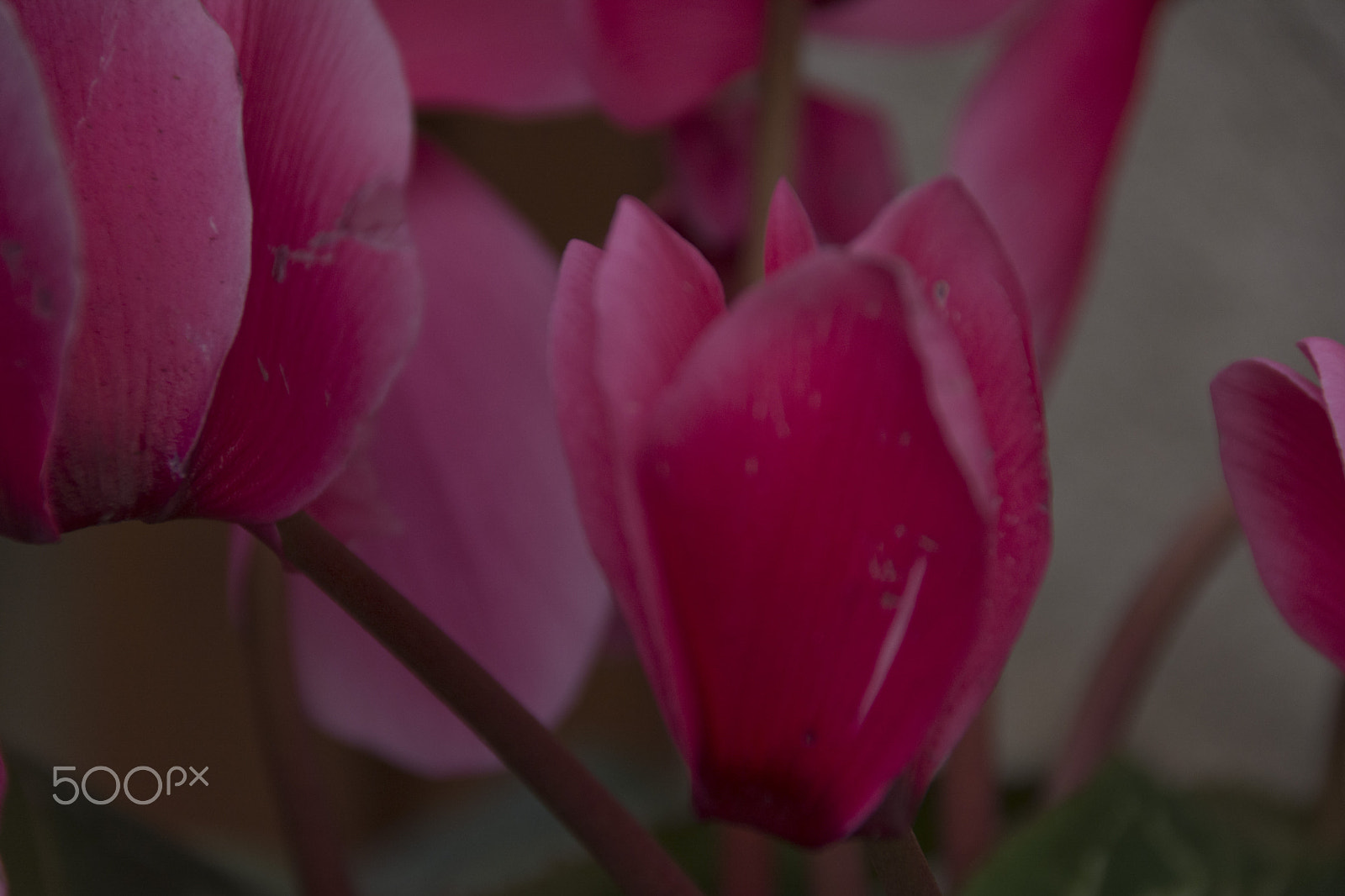 Sigma 18-250mm F3.5-6.3 DC Macro OS HSM sample photo. Of course photography