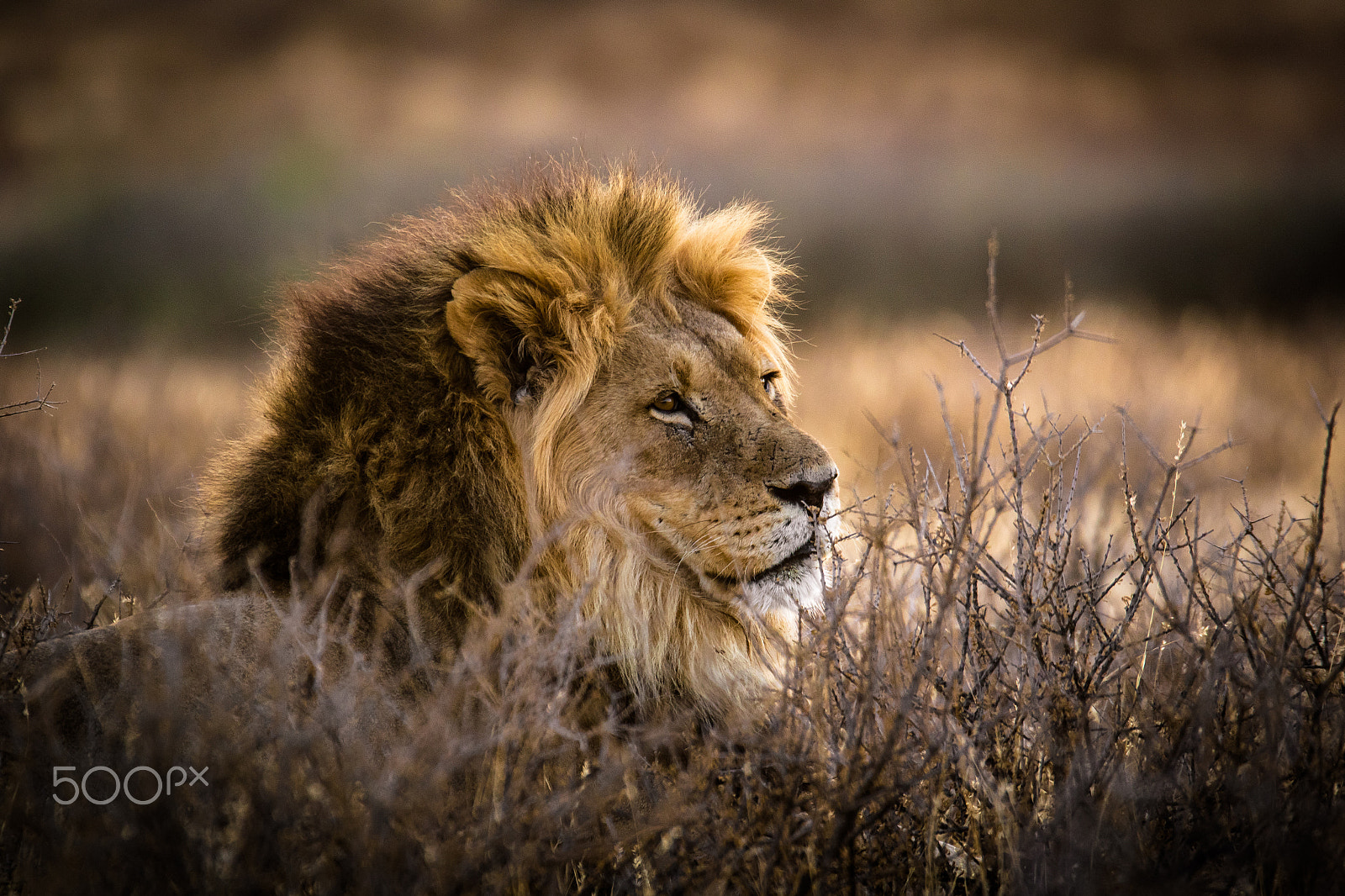 Sigma 150-600mm F5-6.3 DG OS HSM | C sample photo. Relaxed lion at sunrise photography