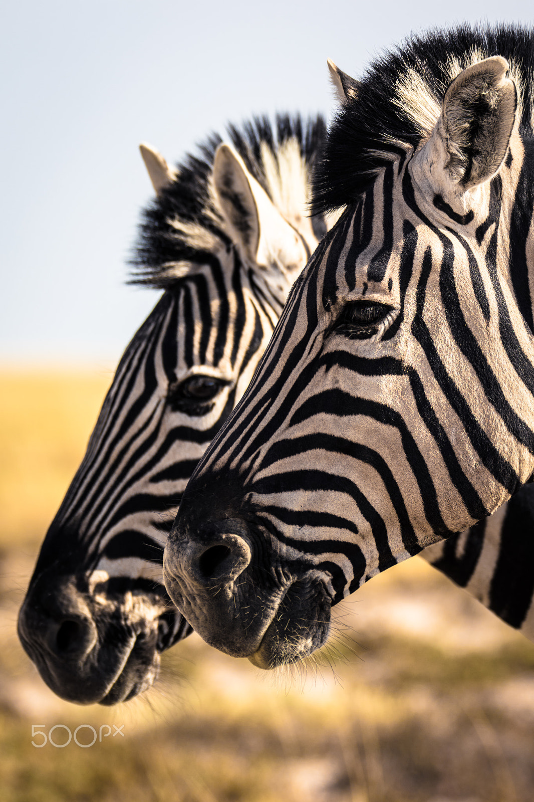 Sigma 150-600mm F5-6.3 DG OS HSM | C sample photo. Zebras photography
