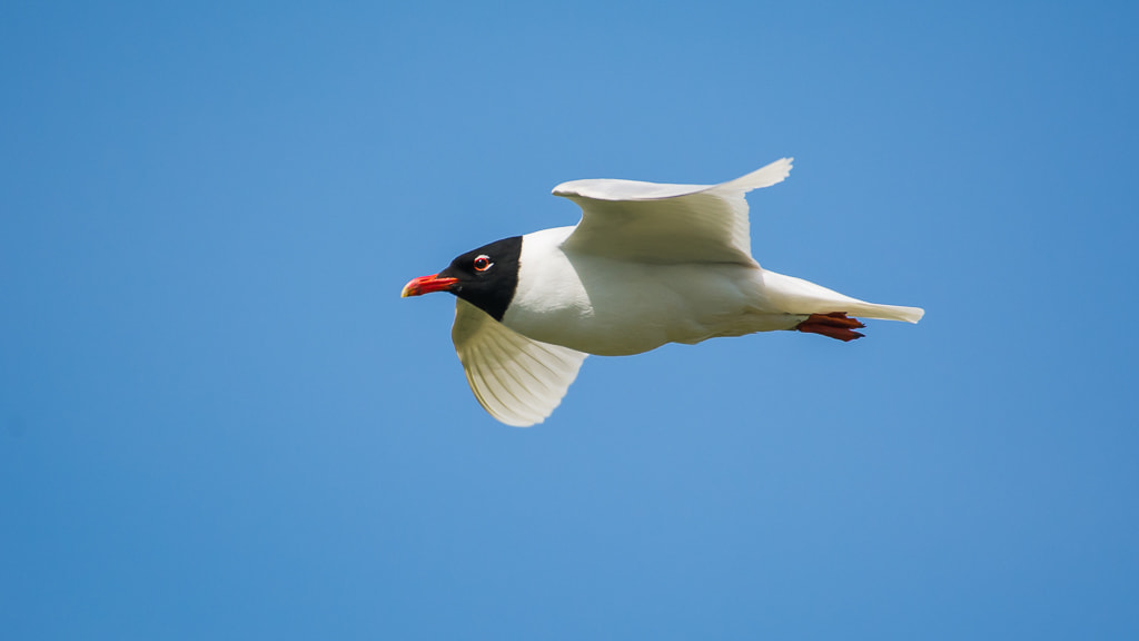 Sigma 50-500mm F4.5-6.3 DG OS HSM sample photo. Meditterean gull photography