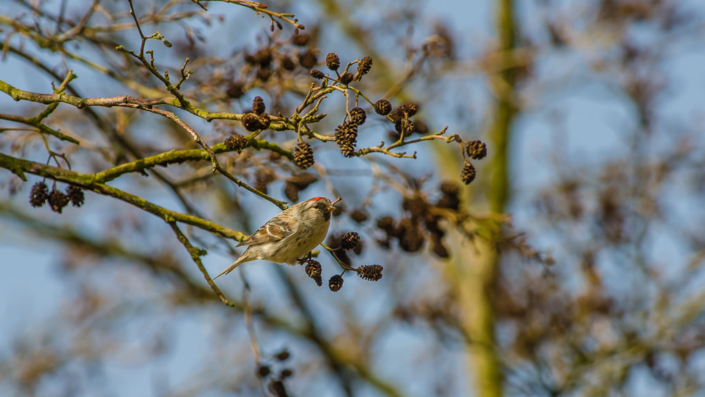 Nikon D7000 + Nikon AF-S Nikkor 300mm F4D ED-IF sample photo. Arctic redpoll photography