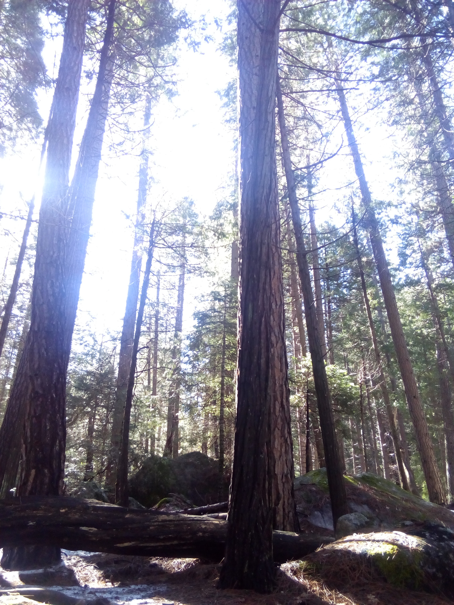 ZTE BLADE A452 sample photo. A stroll in the woods, yosemite photography
