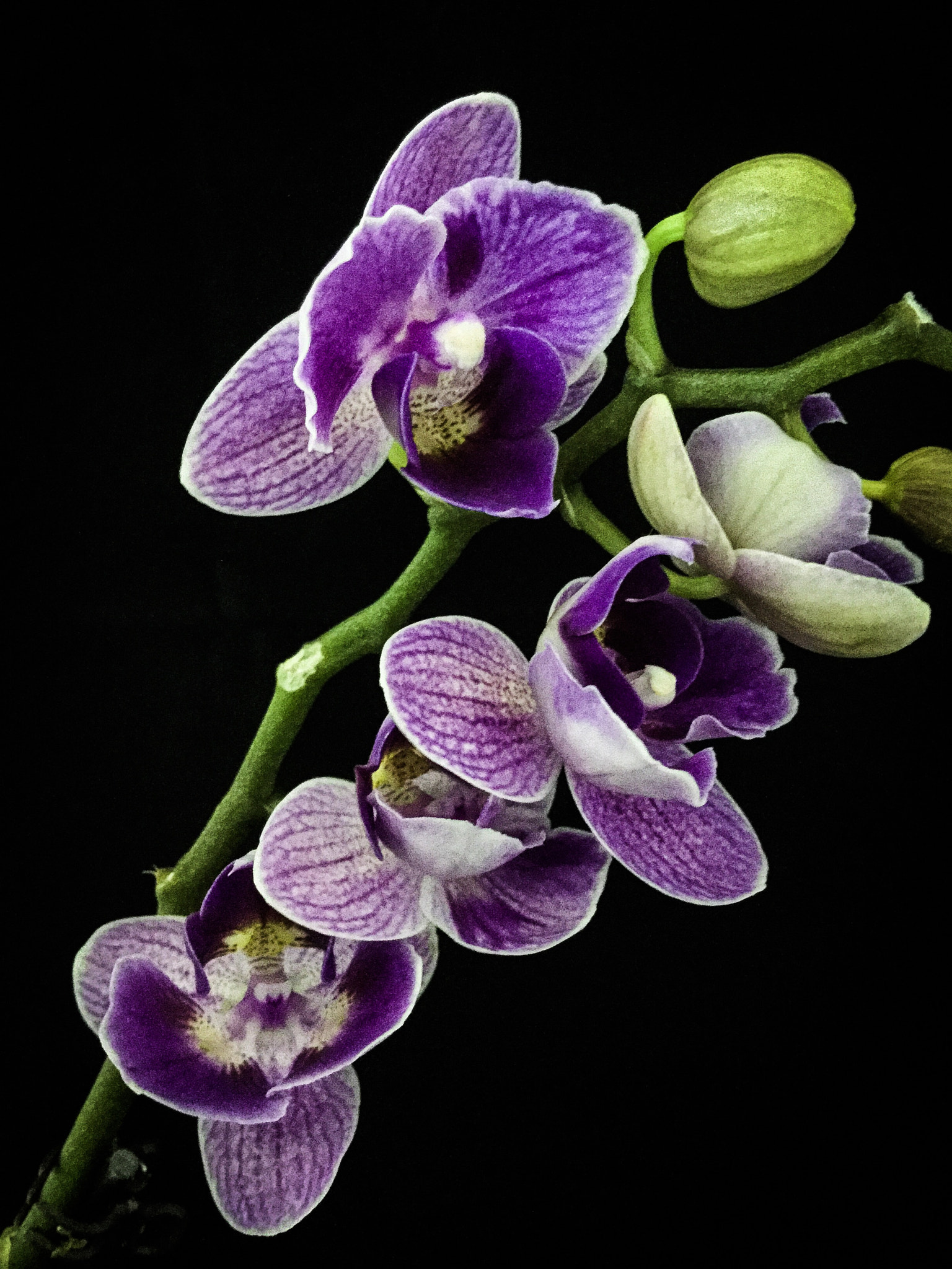 Apple iPad mini 4 sample photo. Phalenopsis mini (orchid) photography