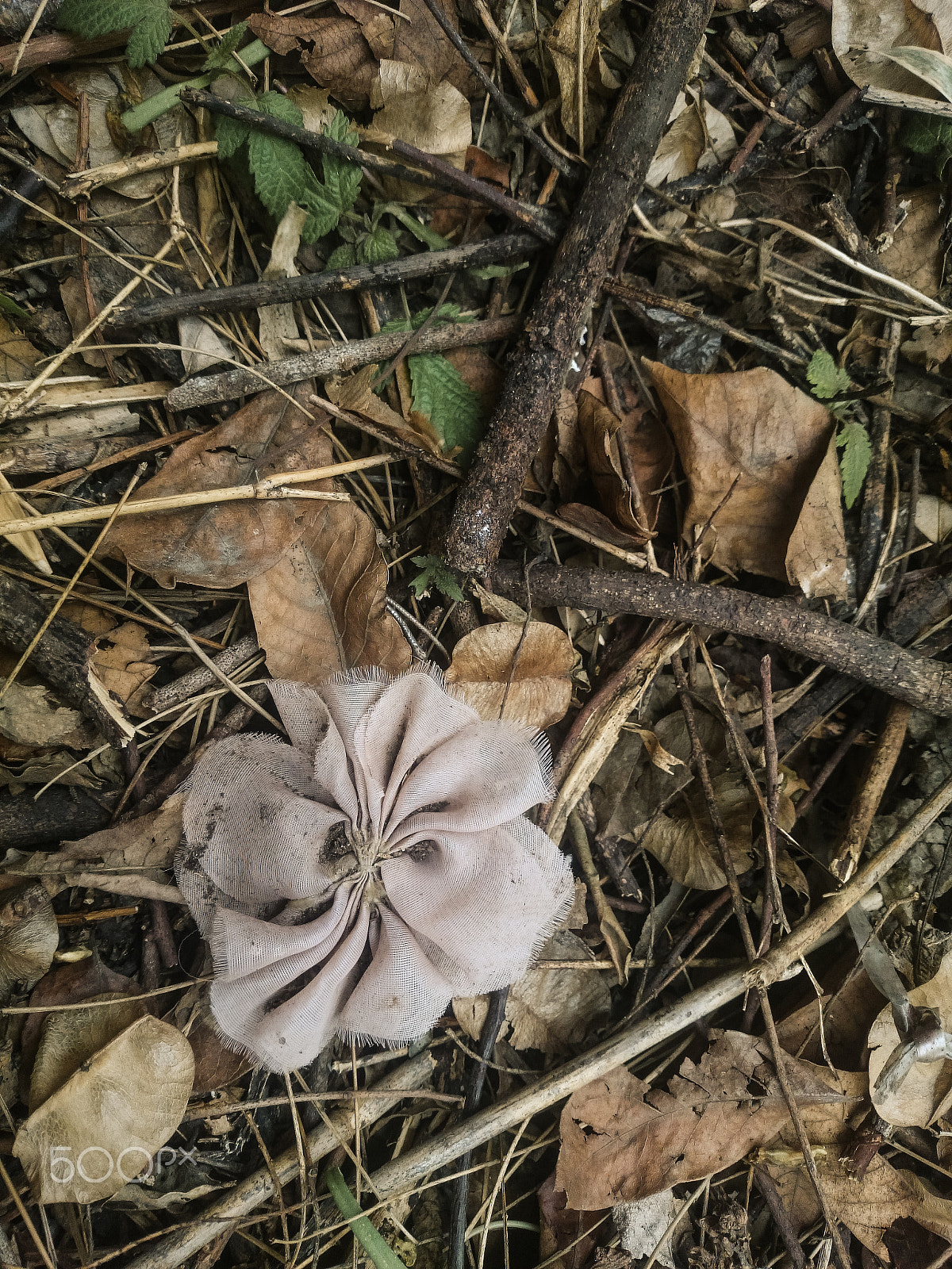 Sony Xperia Z1 Compact sample photo. Fade flower photography