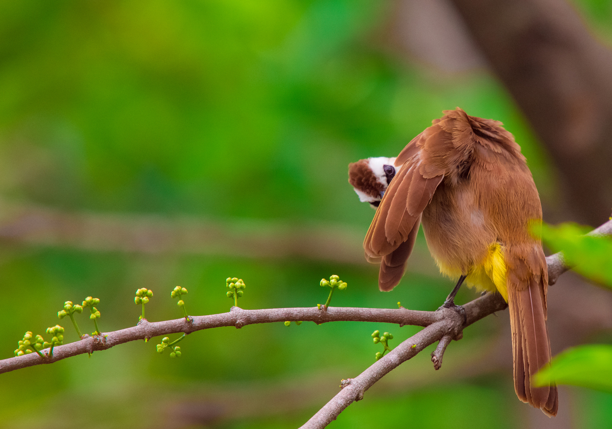 Nikon Nikkor AF-S 300mm F4E PF ED VR sample photo. Hustling in the jungle photography