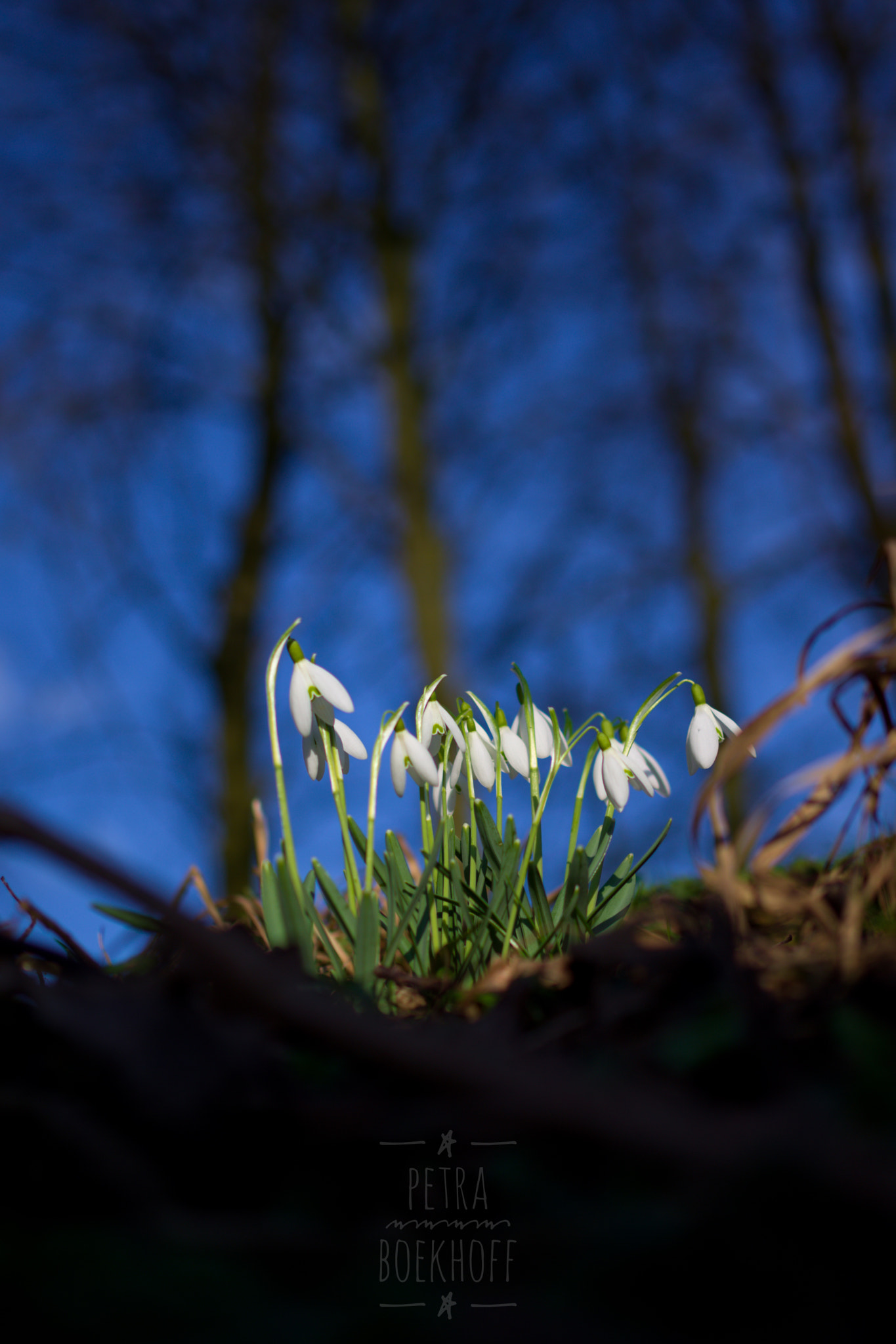 Pentax K-70 sample photo. Snowdrops photography