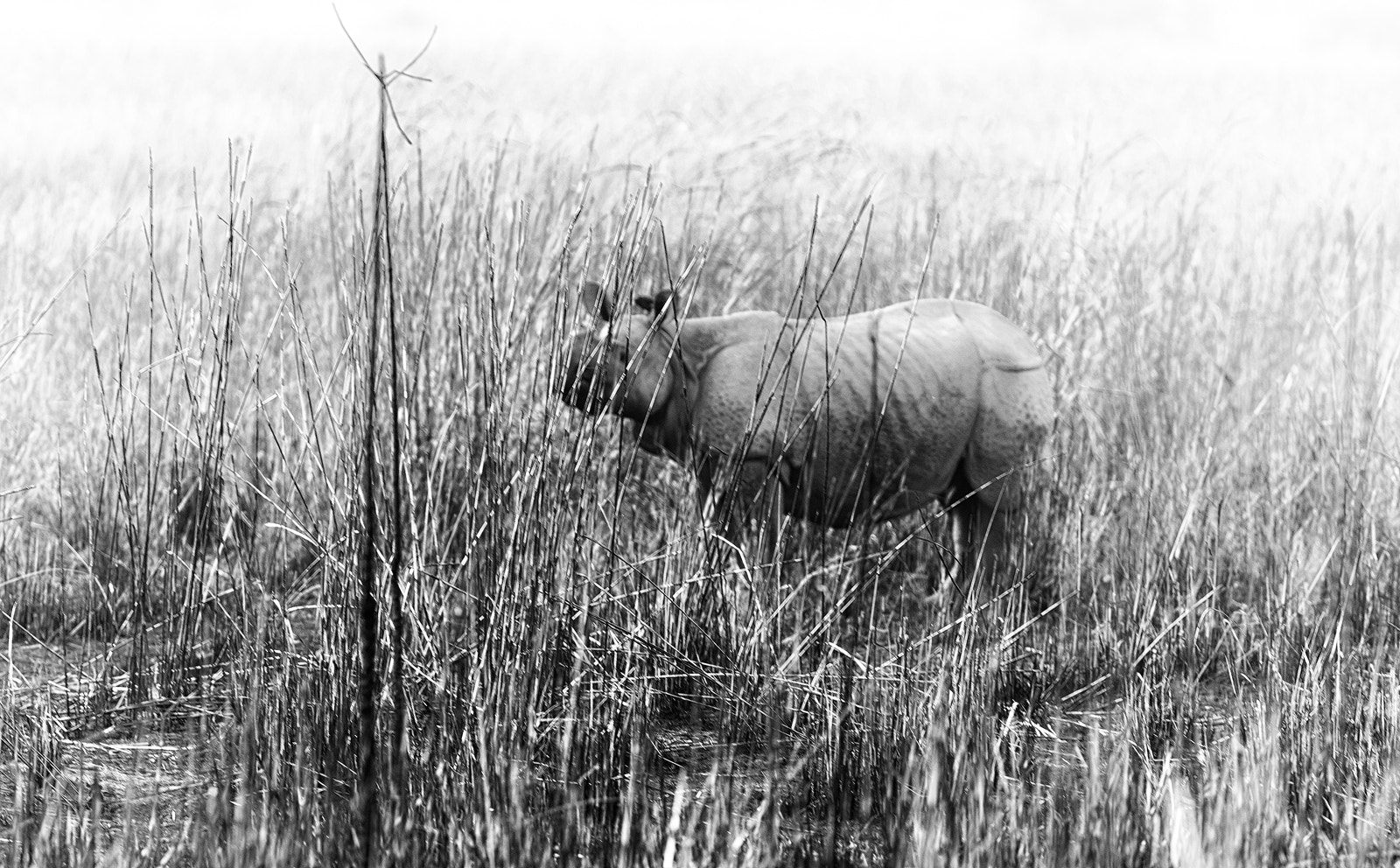 Canon EF 400mm F5.6L USM sample photo. Rhinoceros photography